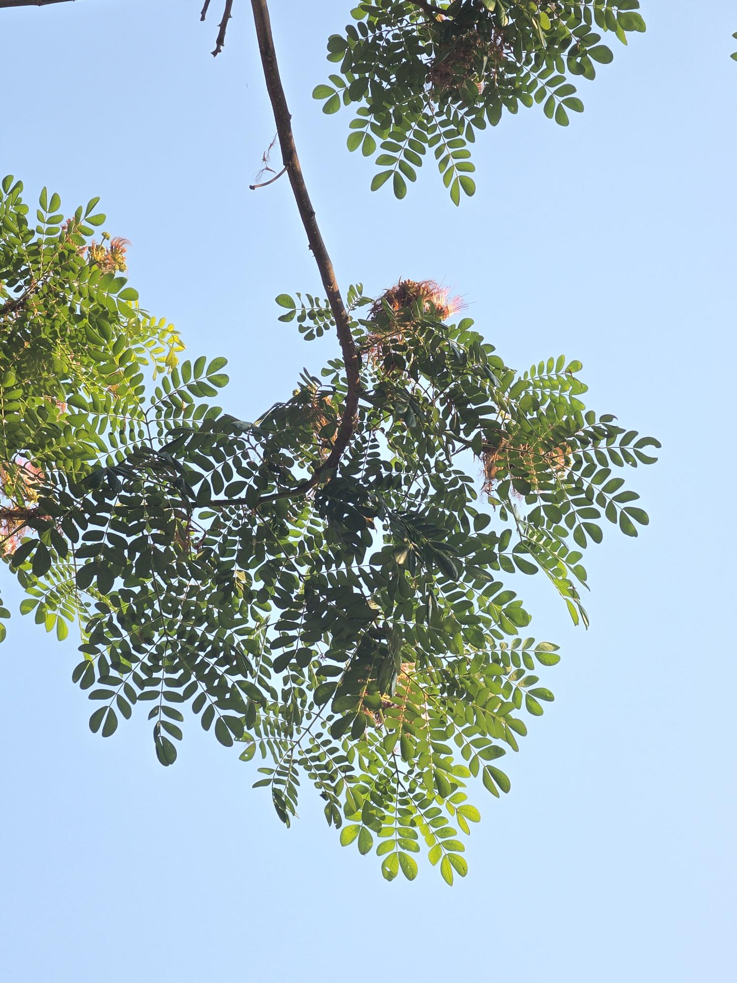 จามจุรี (leaf)