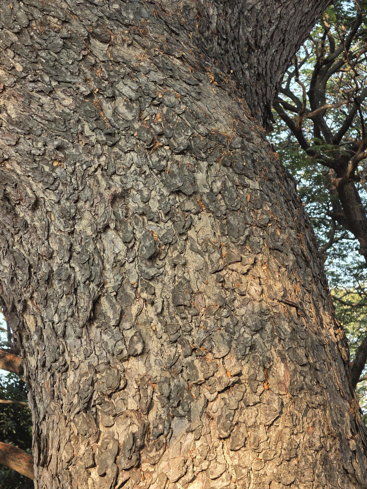 จามจุรี (trunk)