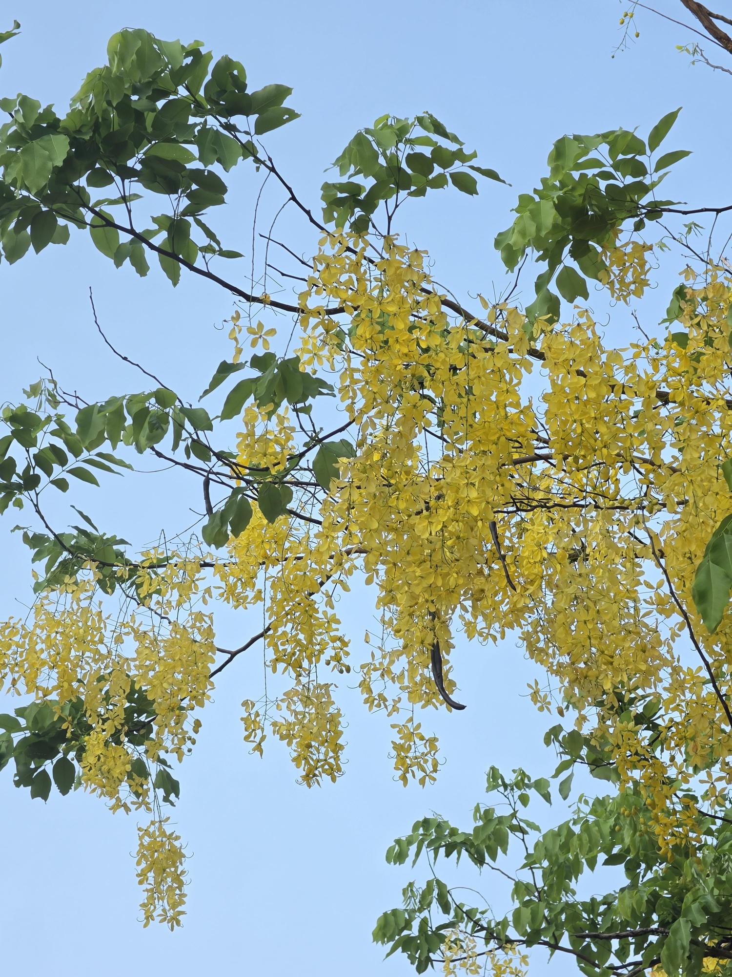 คูน (flower)