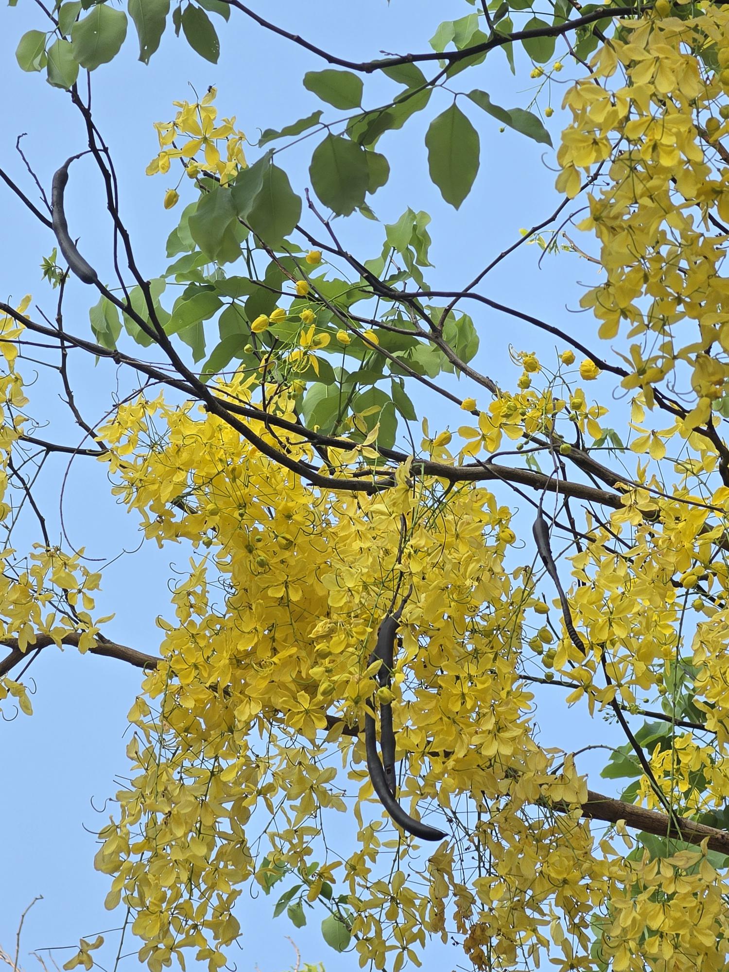 คูน (flower)
