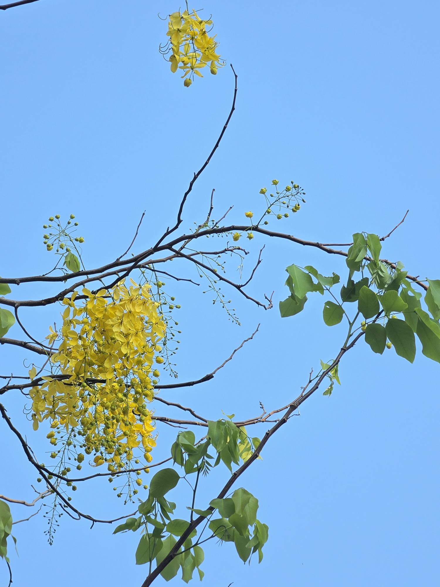 คูน (flower)