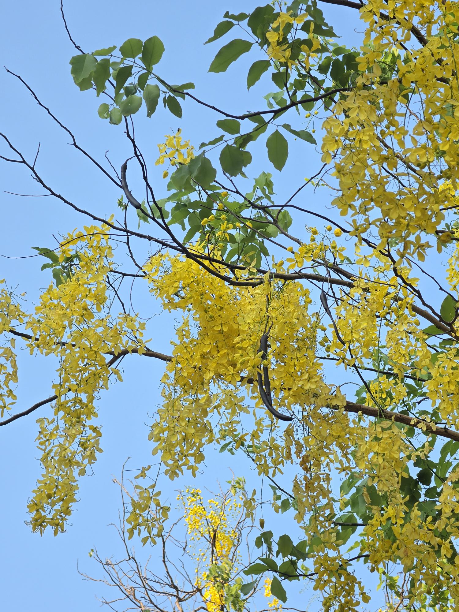 คูน (flower)