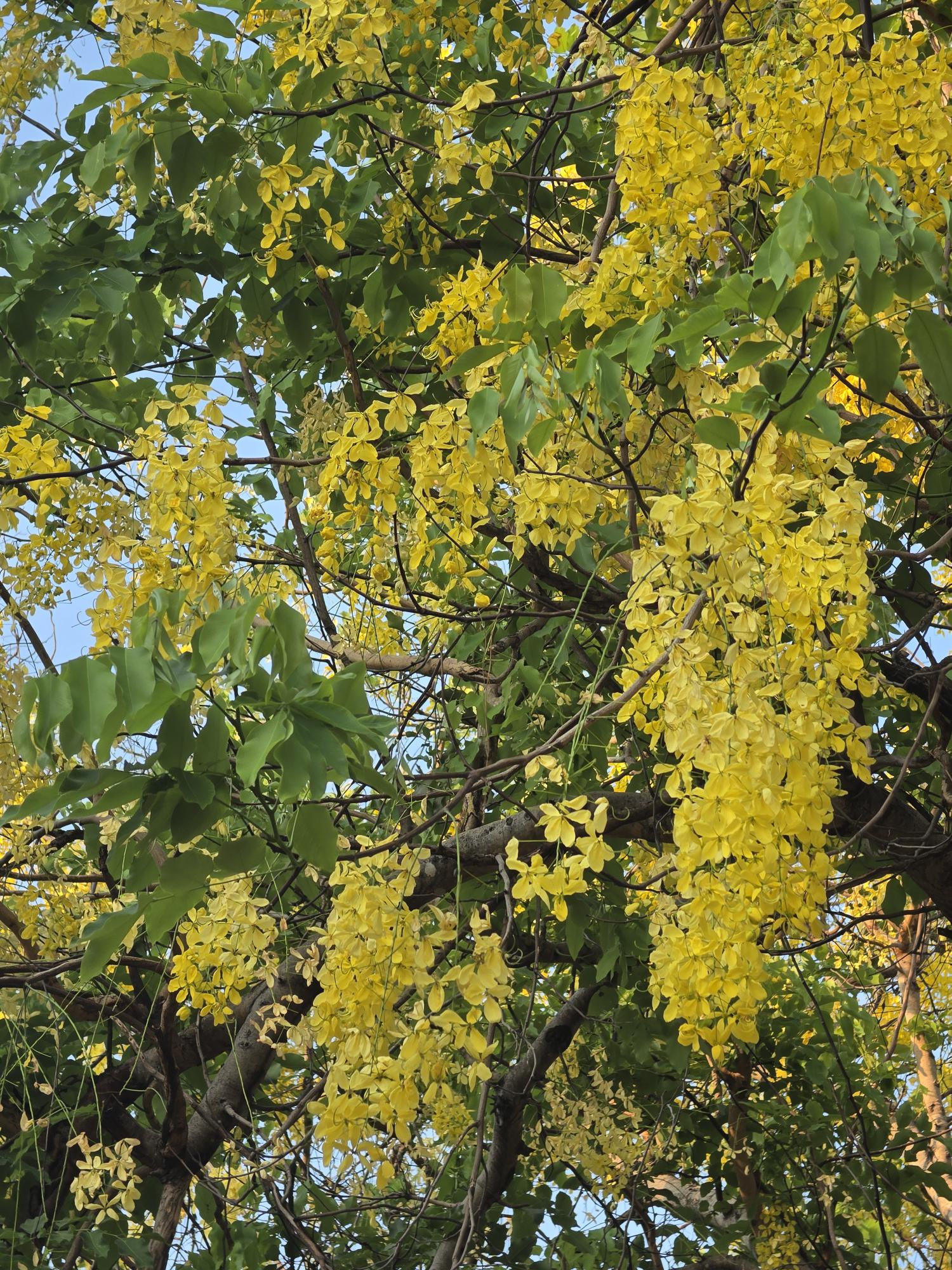 คูน (flower)