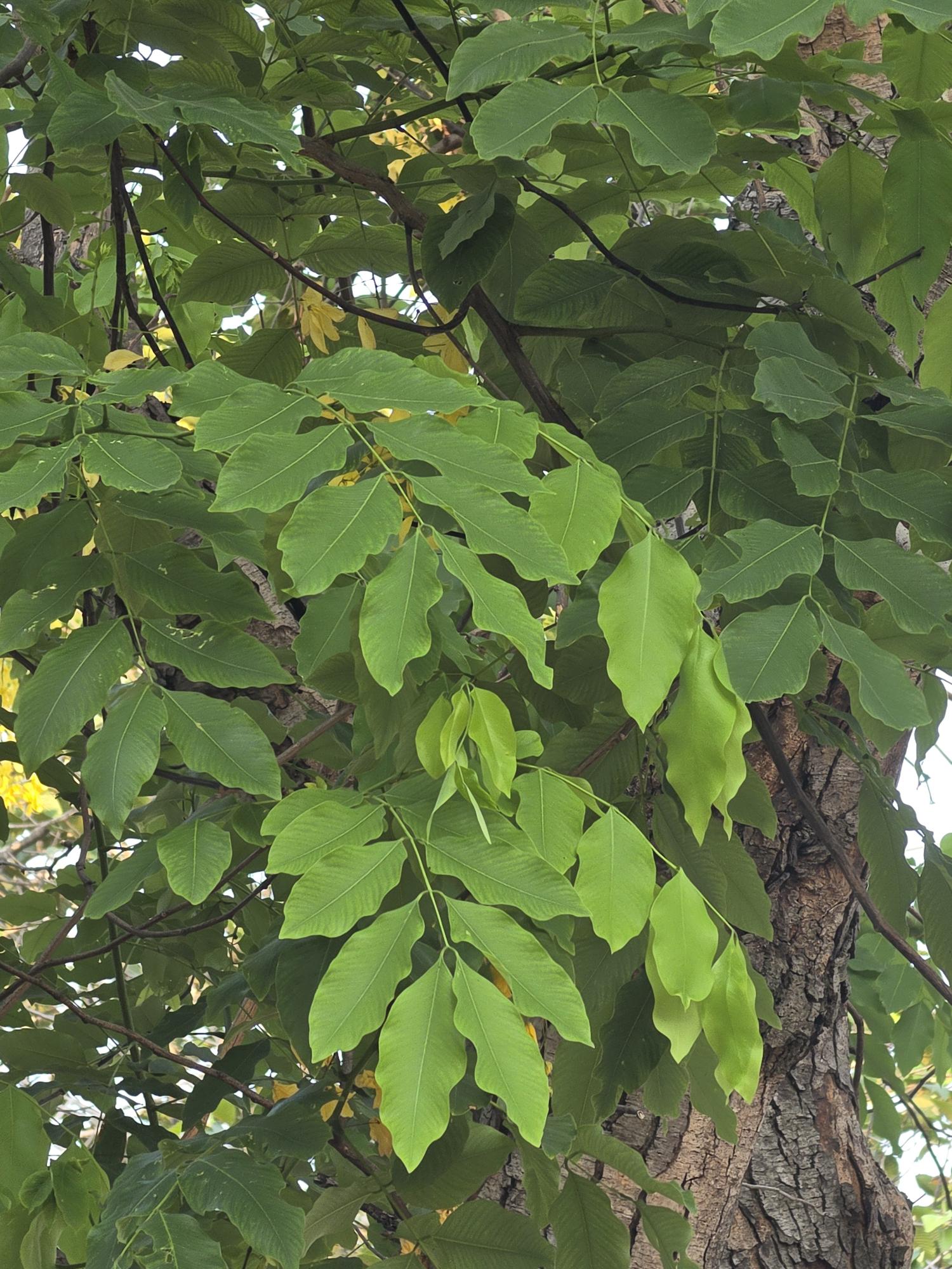 คูน (leaf)
