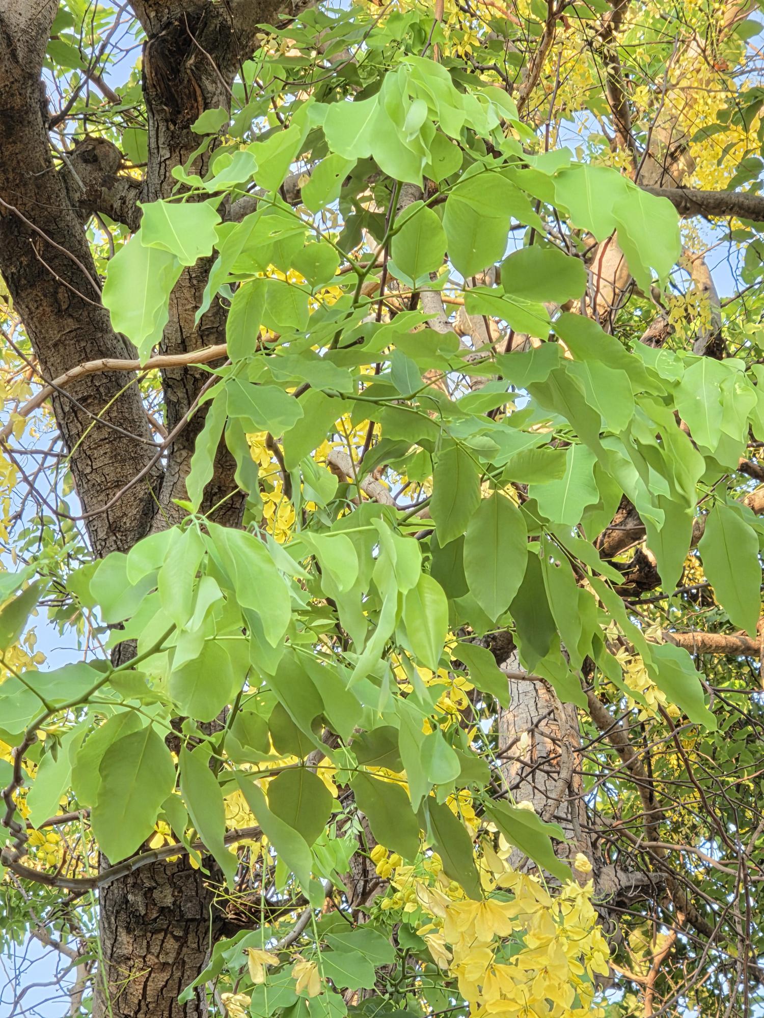 คูน (leaf)