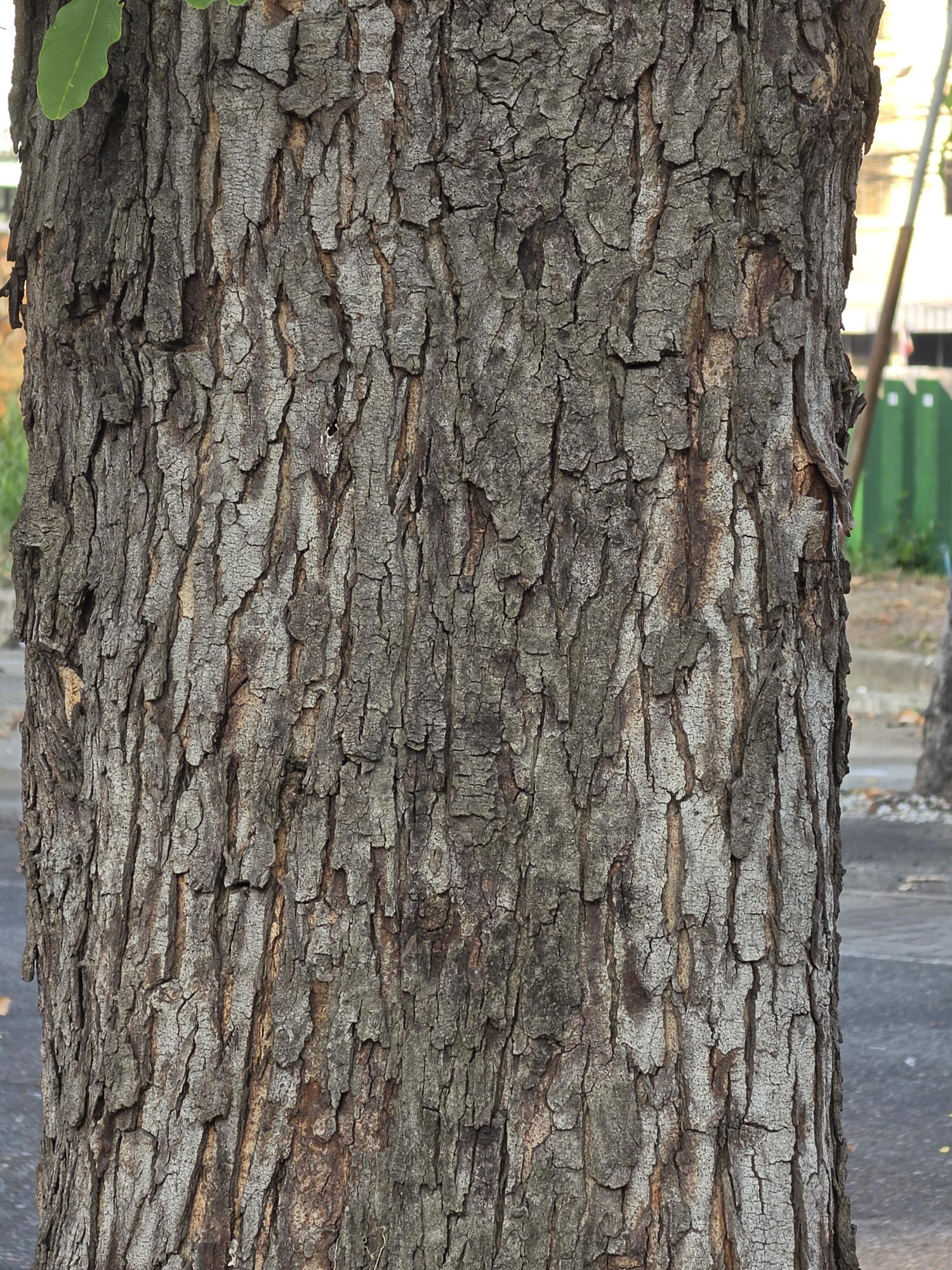 คูน (trunk)