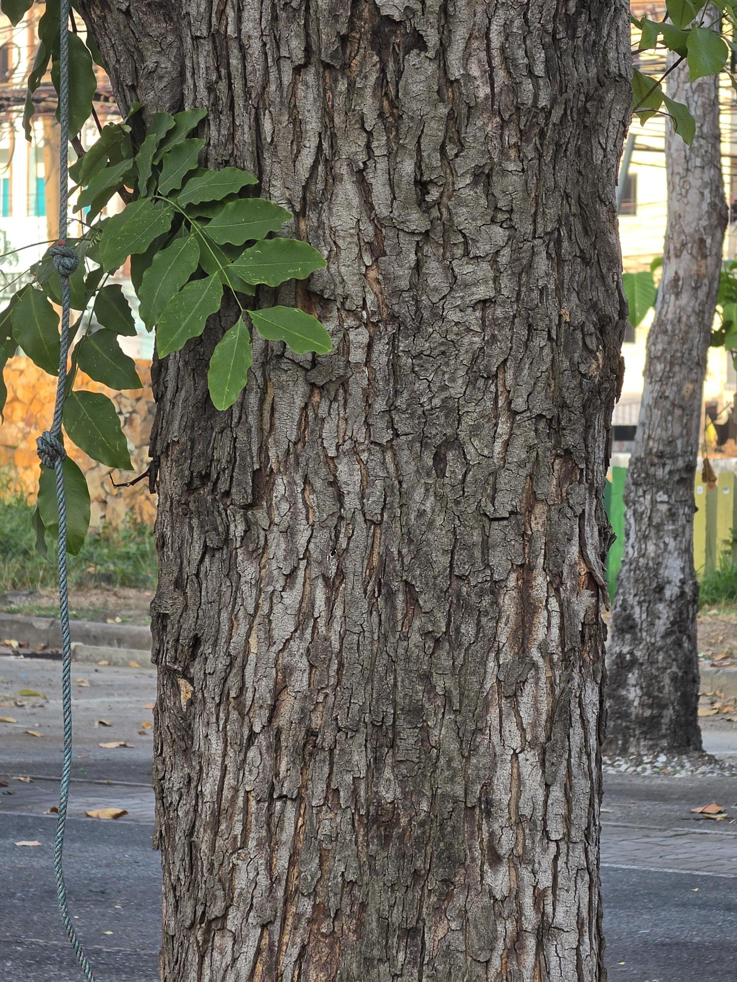 คูน (trunk)