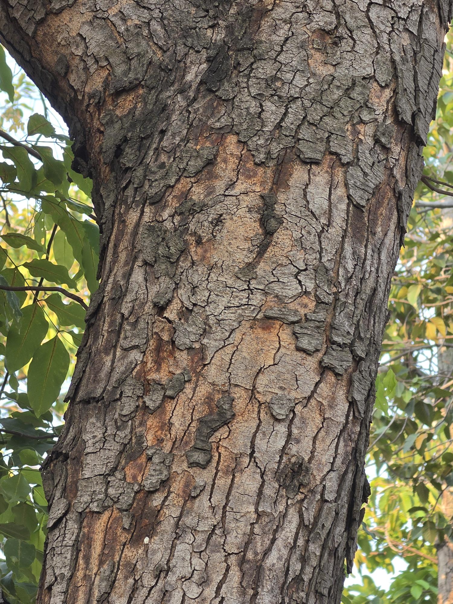 คูน (trunk)
