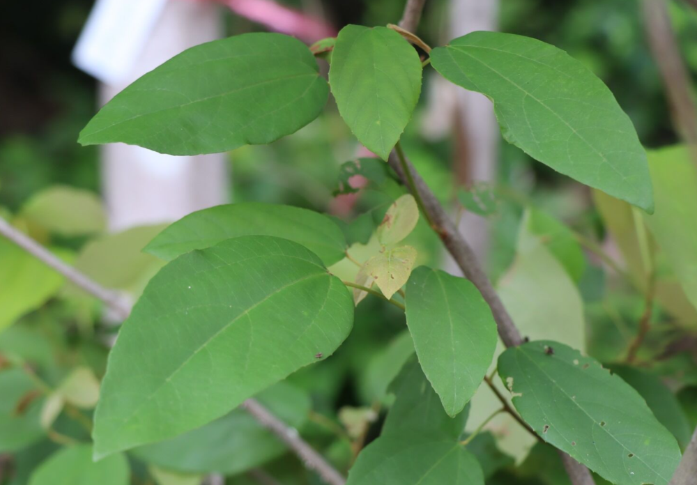 คำแสด (leaf)