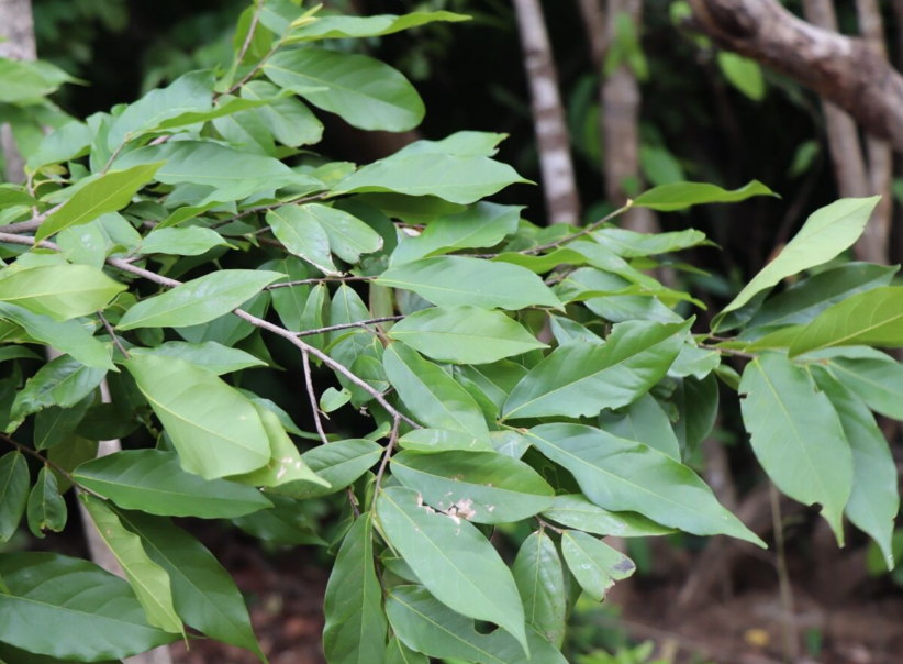 กระเจียน (leaf)
