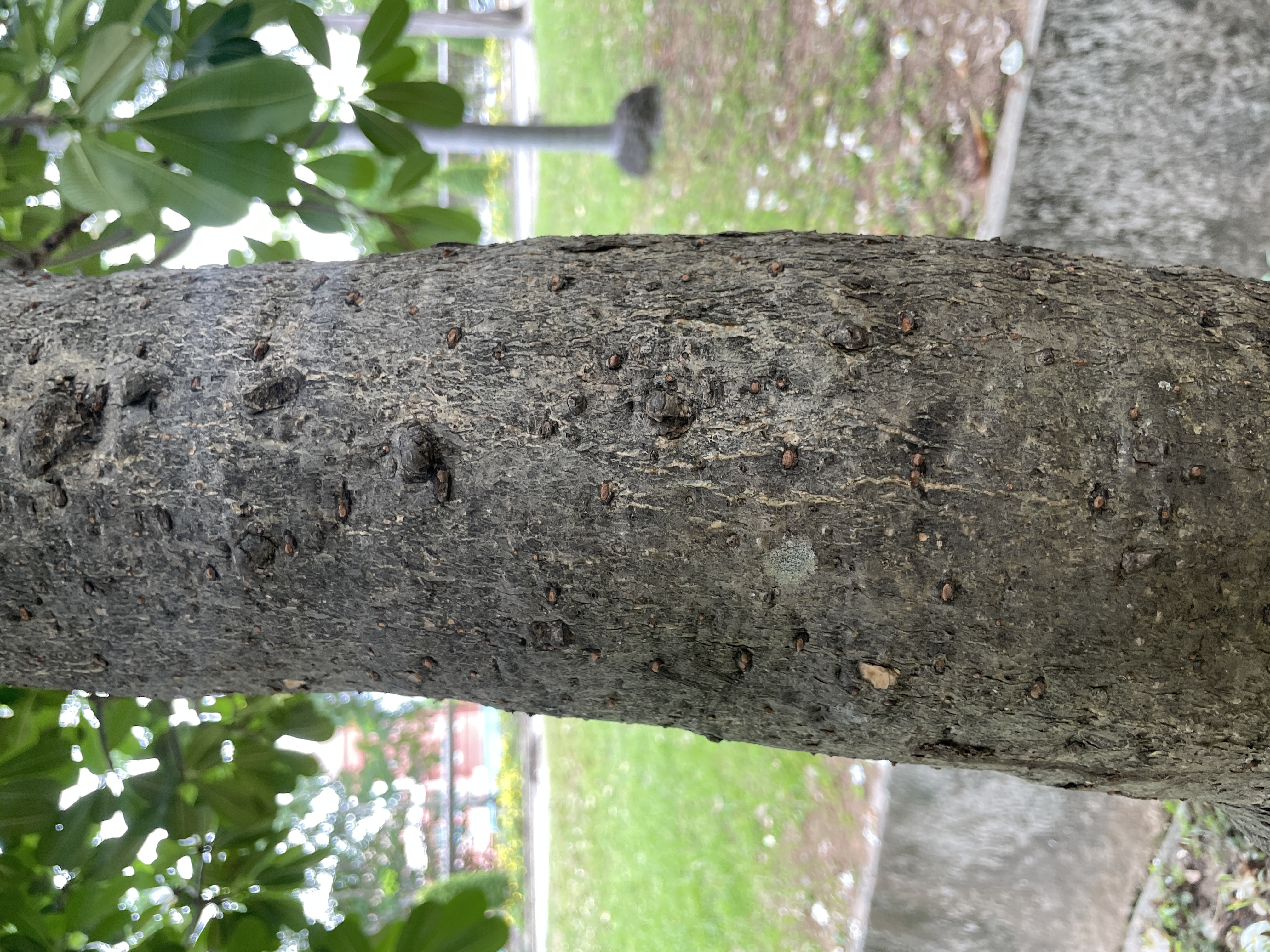 ลีลาวดีขาว (trunk)