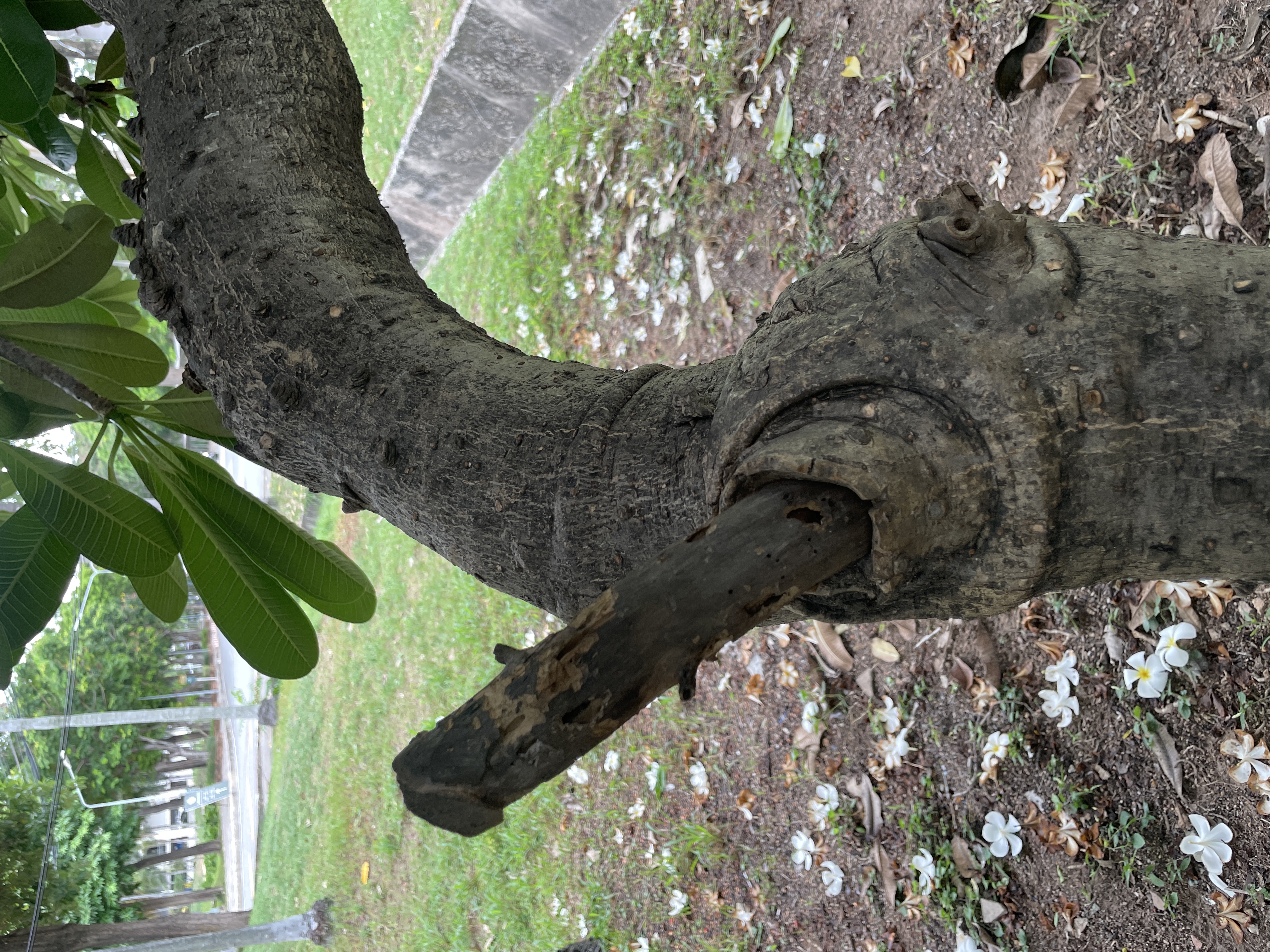 ลีลาวดีขาว (trunk)