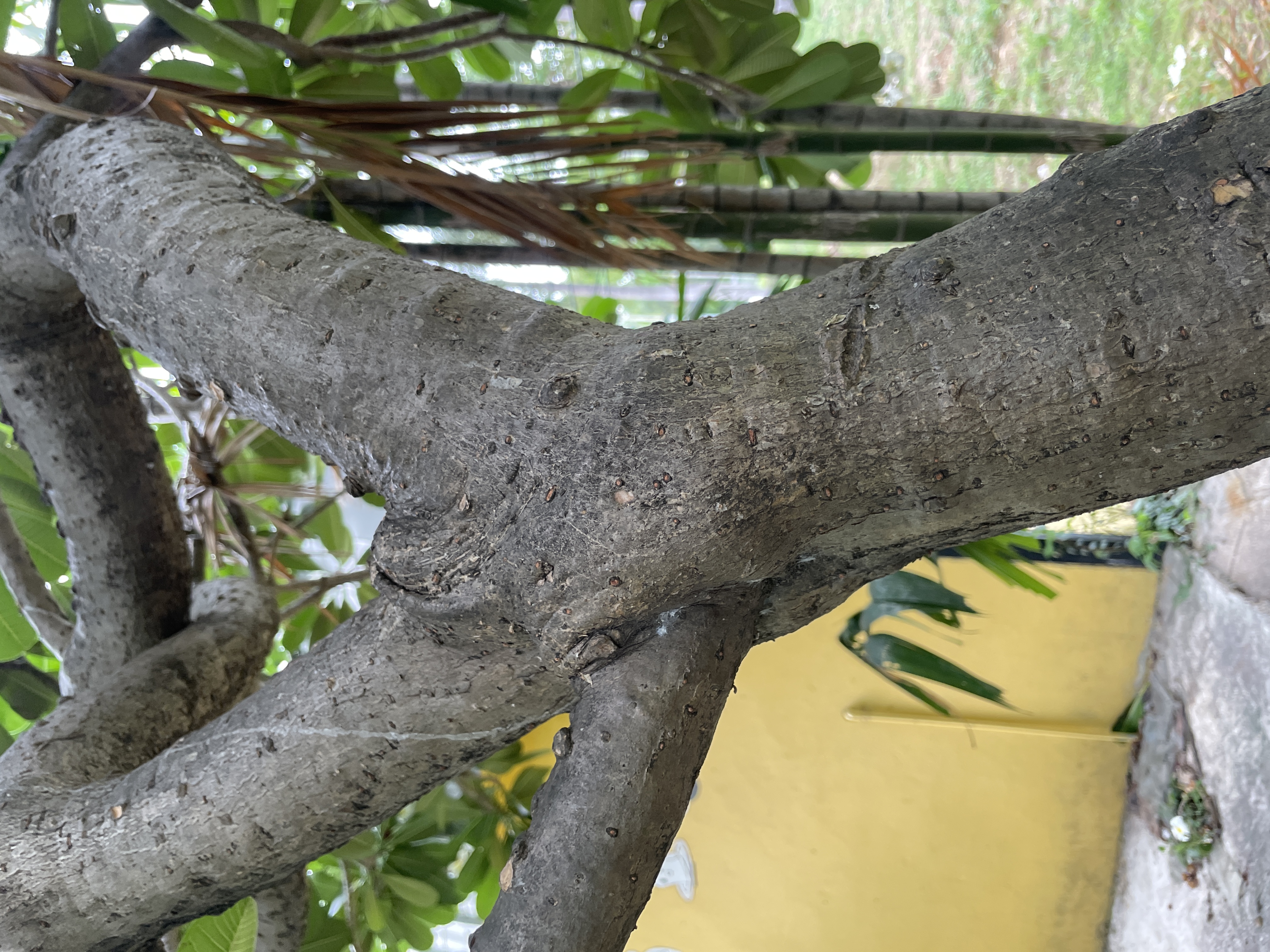 ลีลาวดีขาว (trunk)