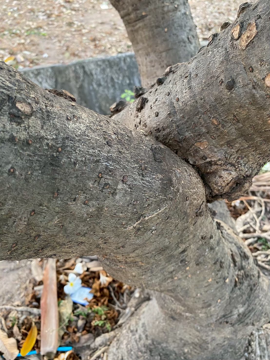 ลีลาวดีขาว (trunk)