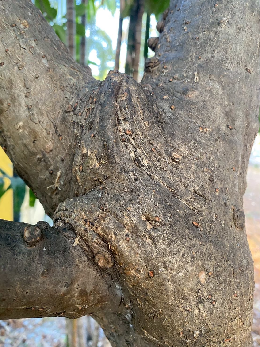 ลีลาวดีขาว (trunk)