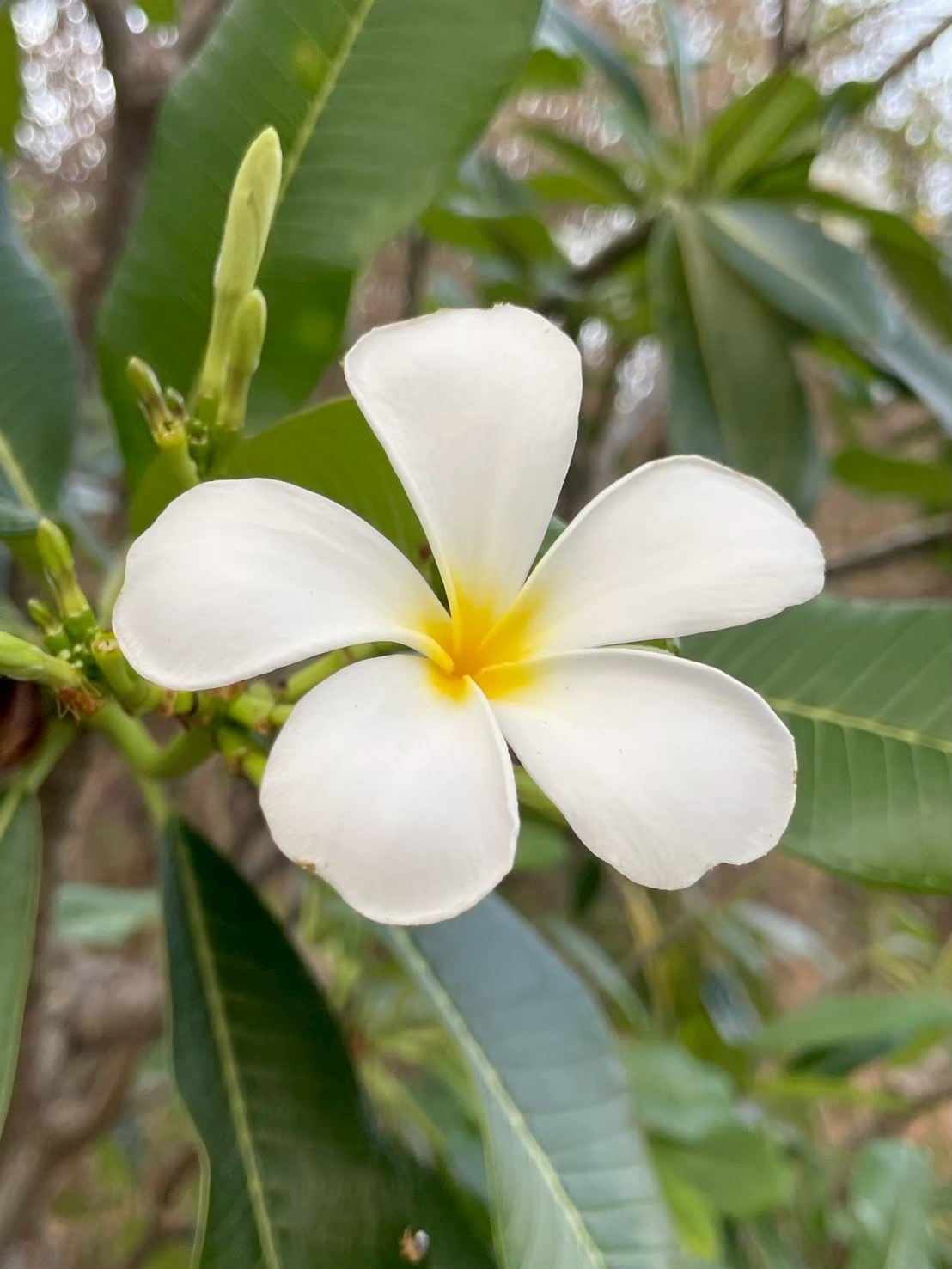 ลีลาวดีขาว (flower)
