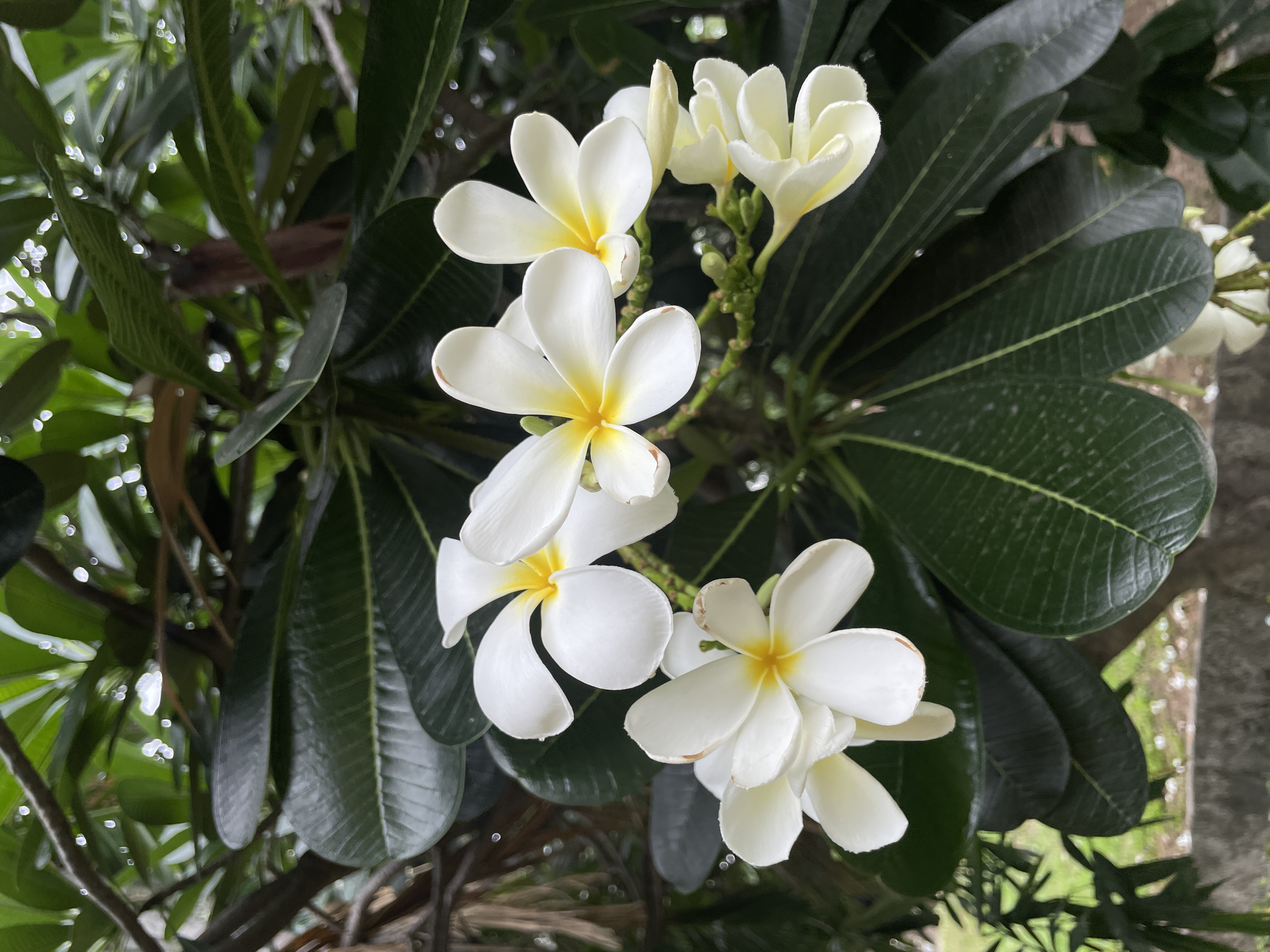 ลีลาวดีขาว (flower)