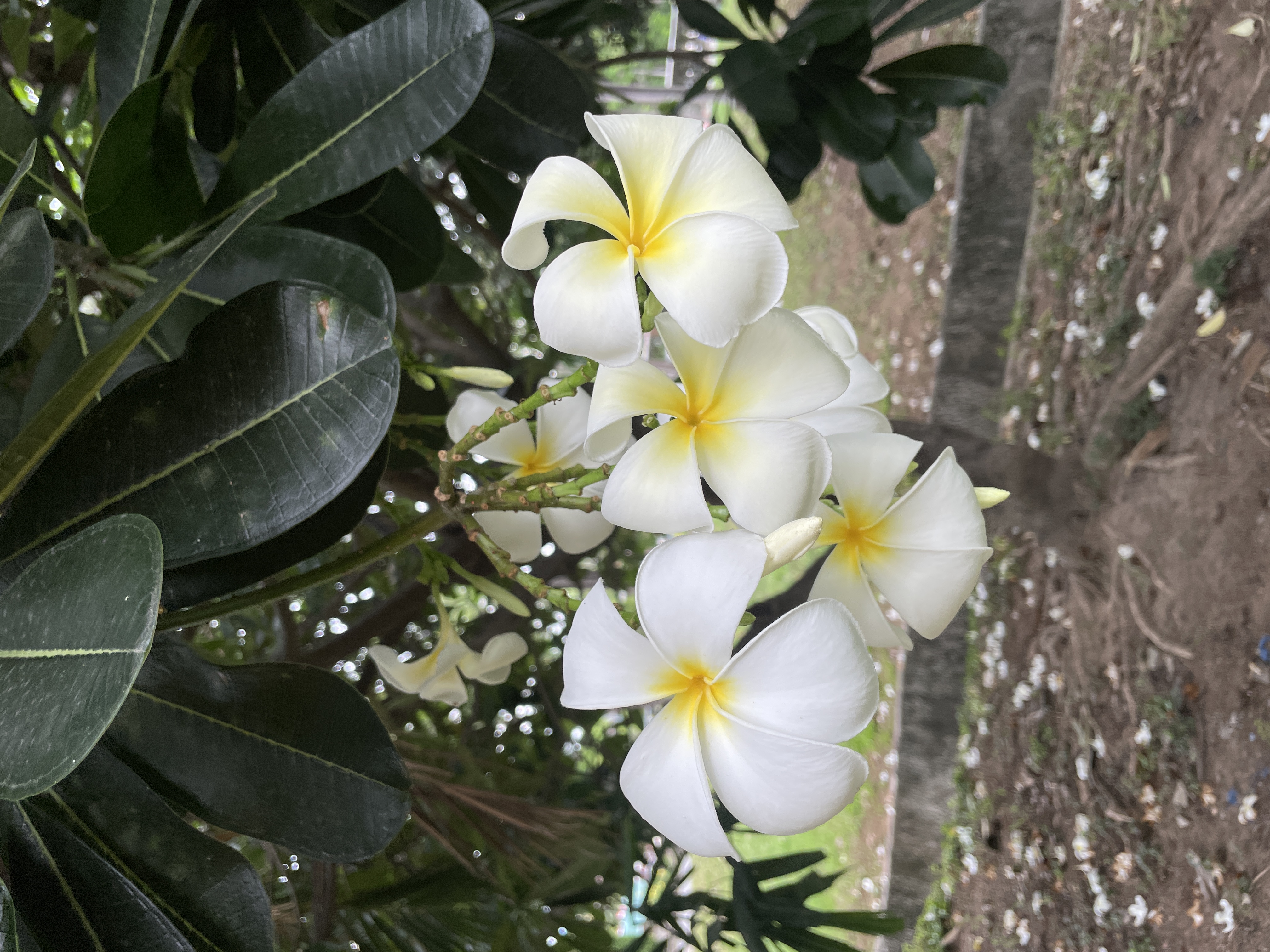 ลีลาวดีขาว (flower)