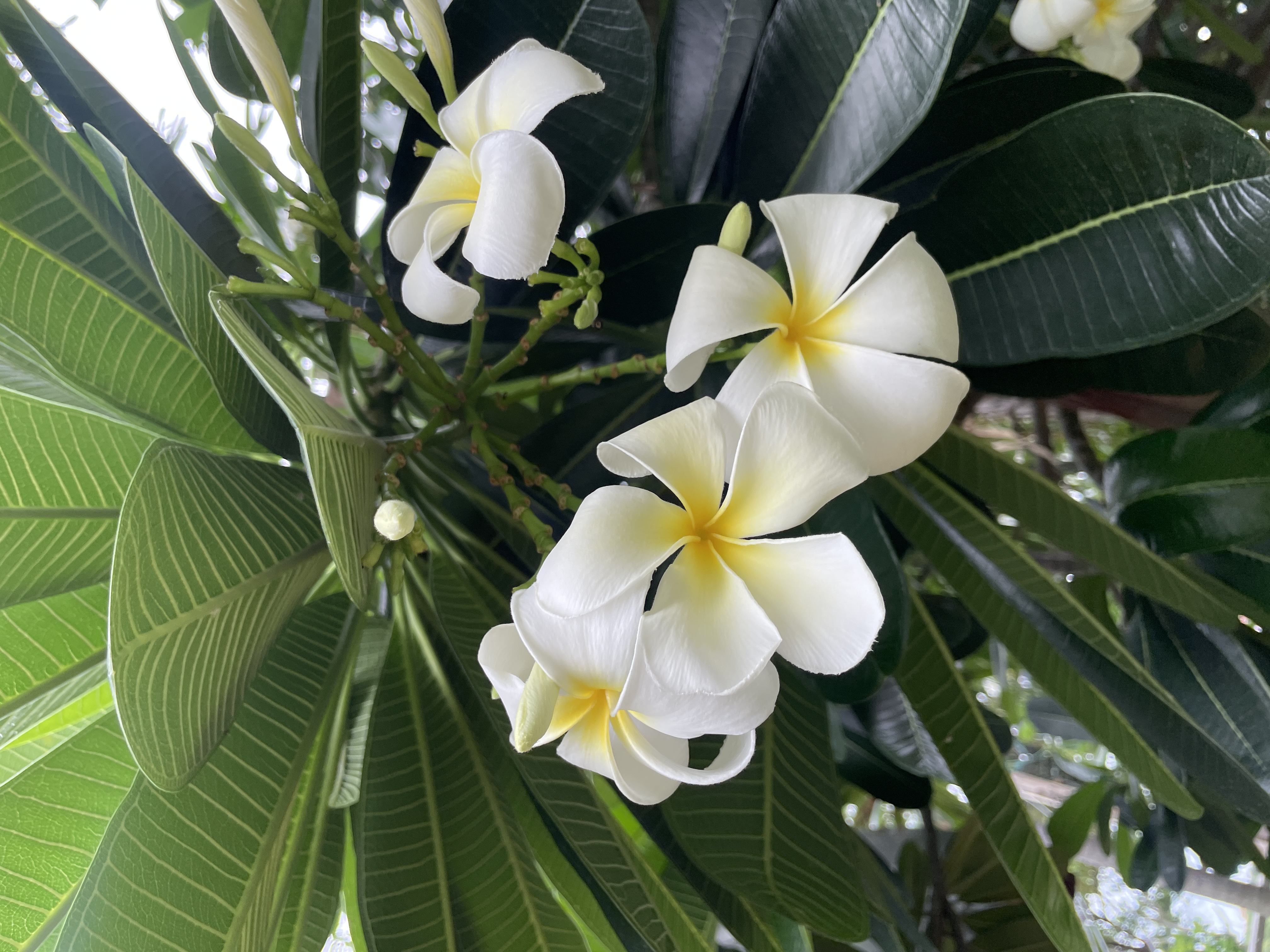 ลีลาวดีขาว (flower)
