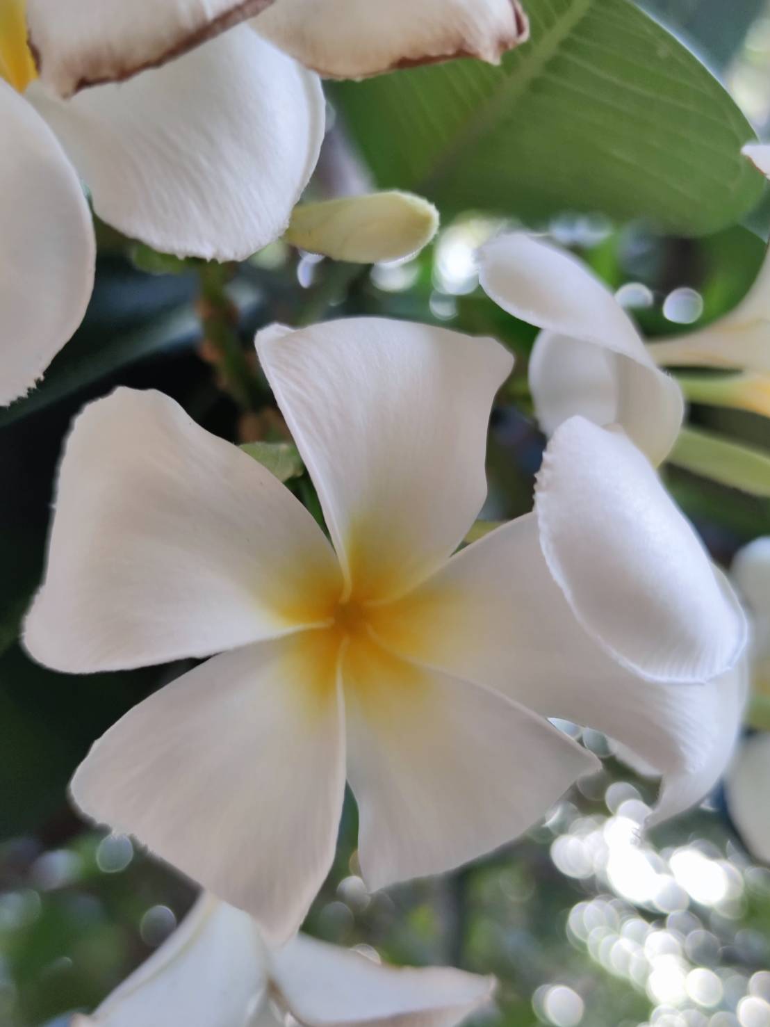 ลีลาวดีขาว (flower)