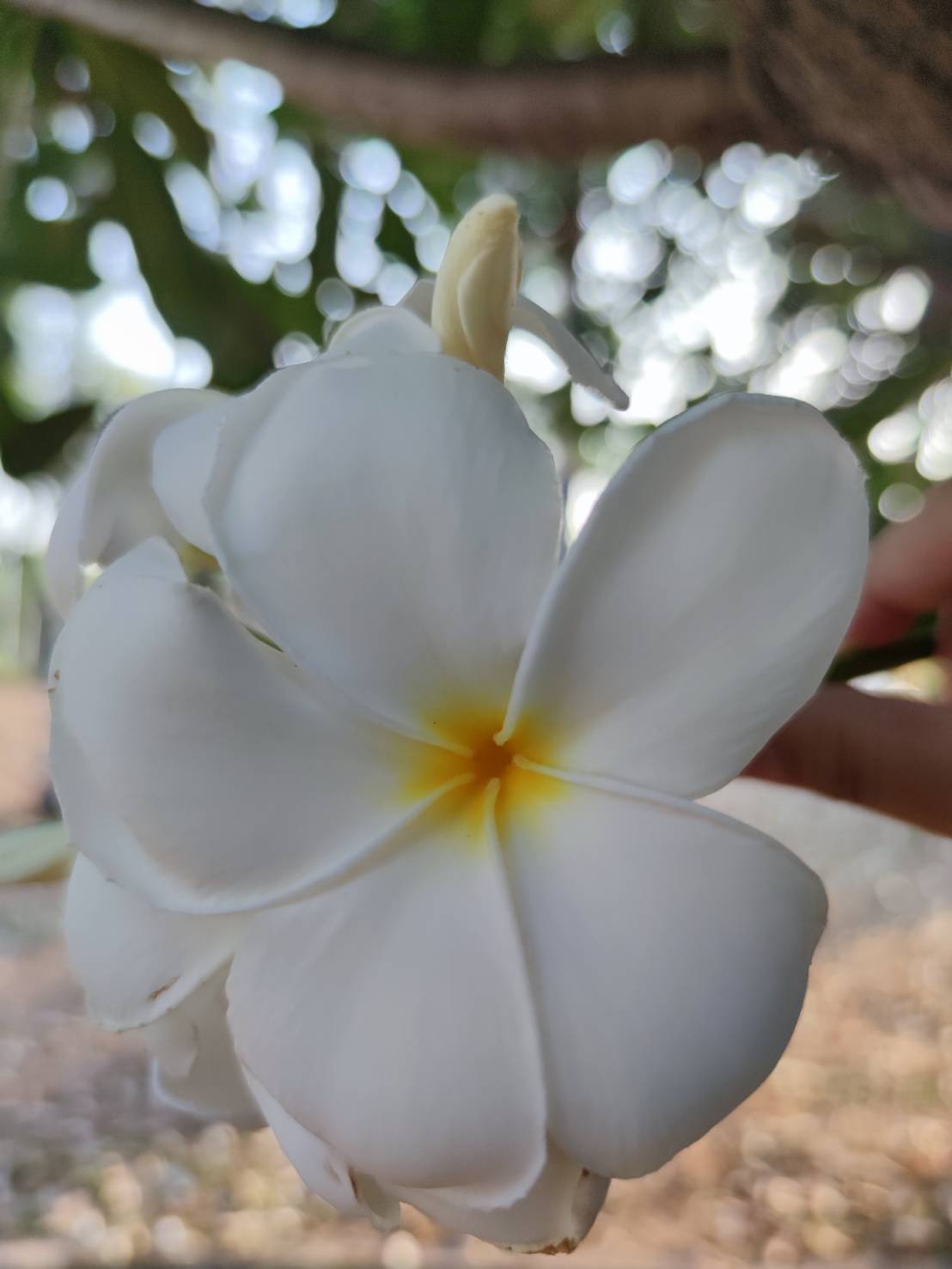 ลีลาวดีขาว (flower)