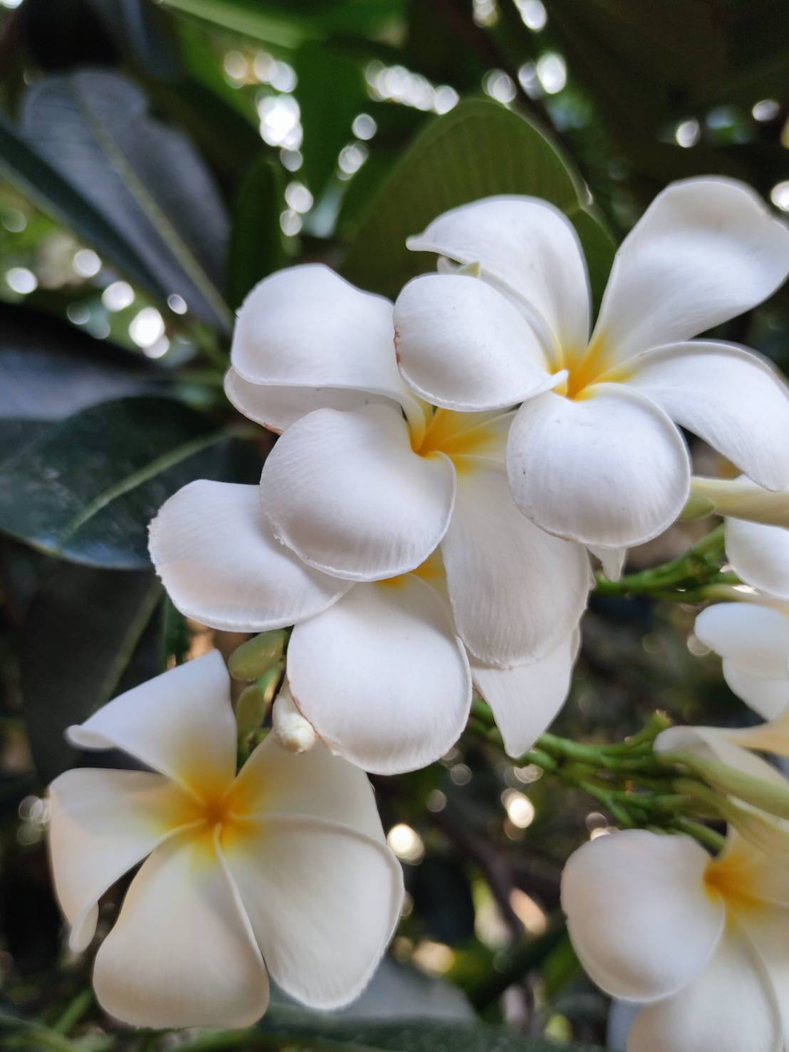 ลีลาวดีขาว (flower)