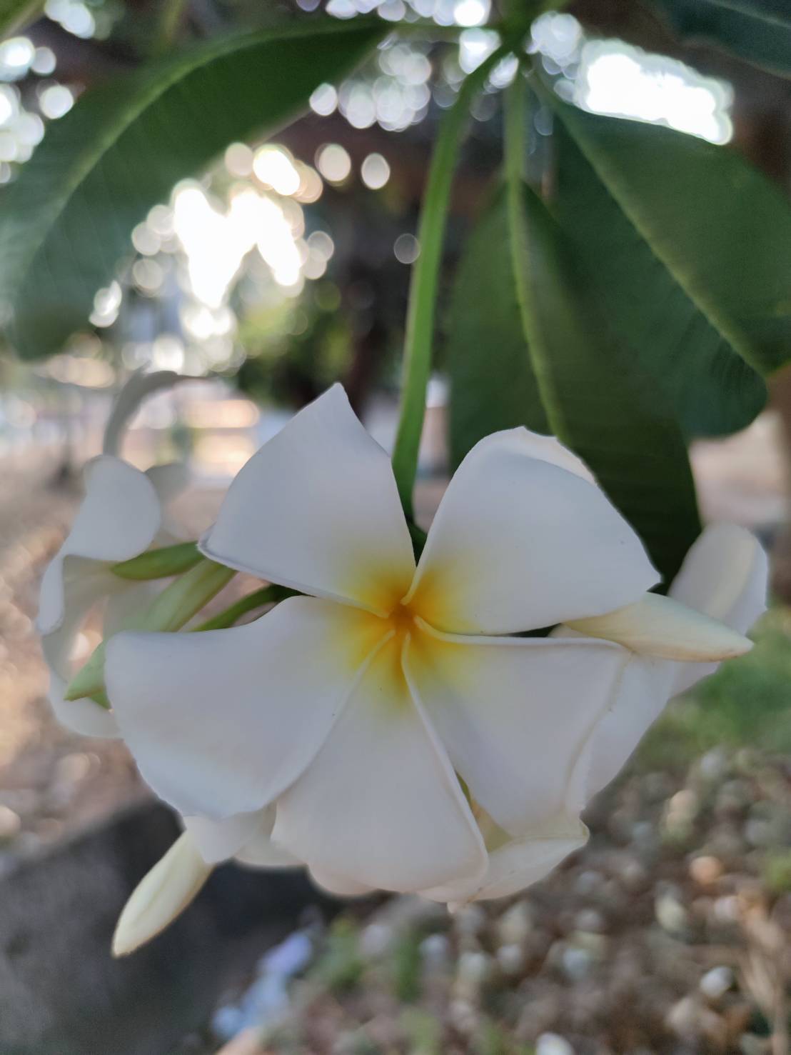 ลีลาวดีขาว (flower)