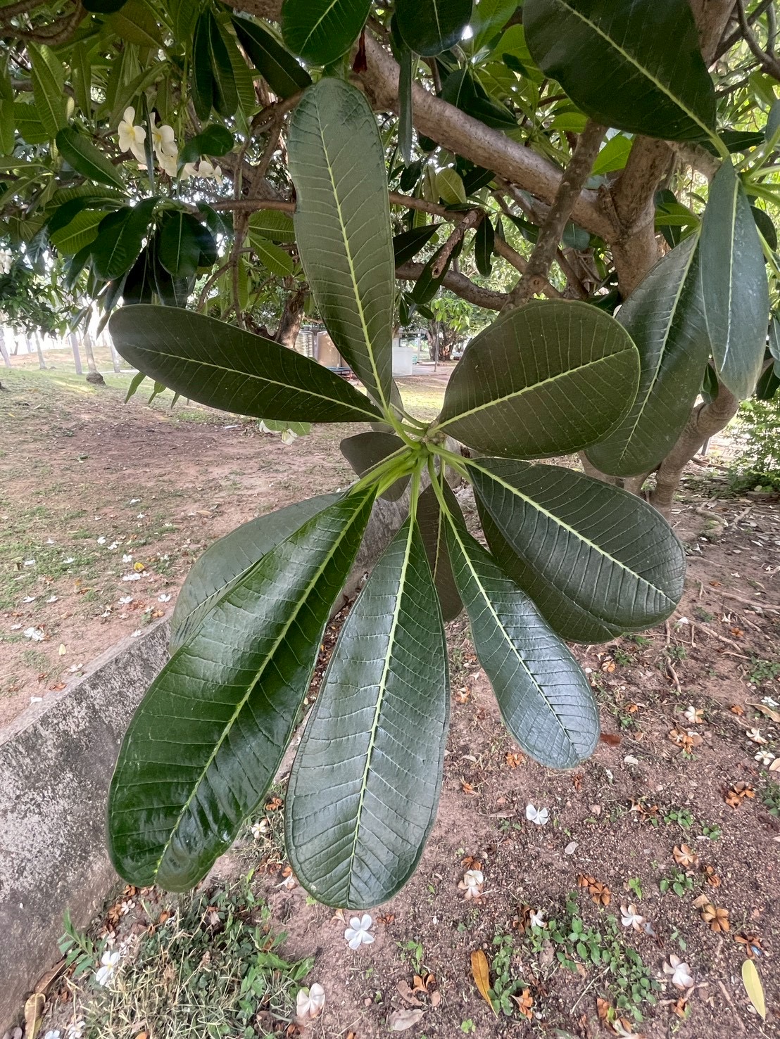 ลีลาวดีขาว (leaf)