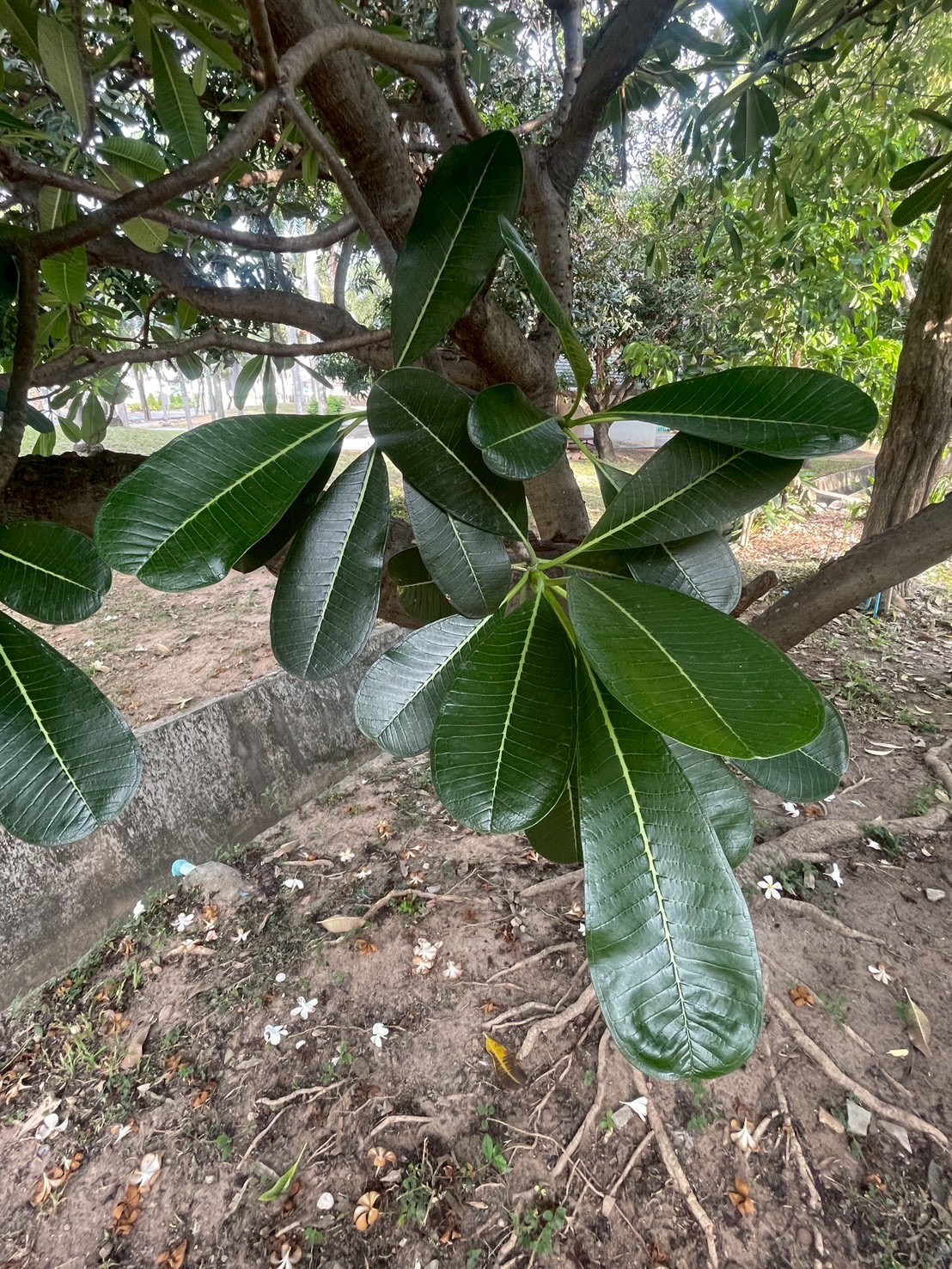 ลีลาวดีขาว (leaf)