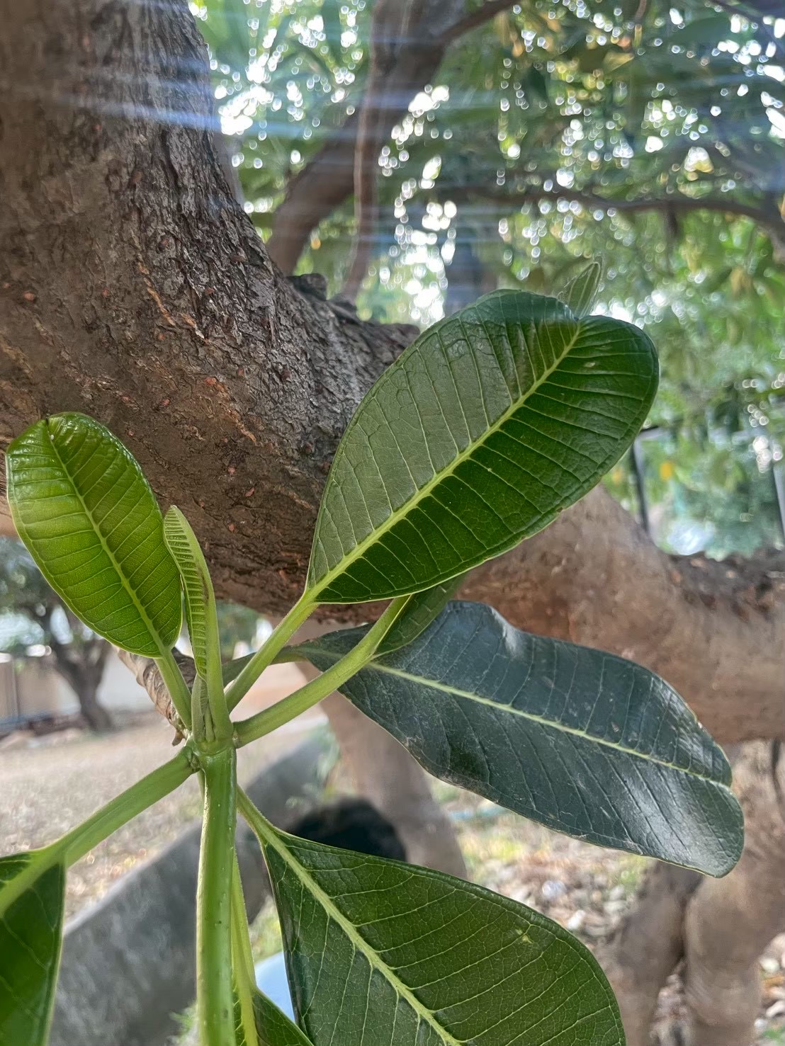 ลีลาวดีขาว (leaf)