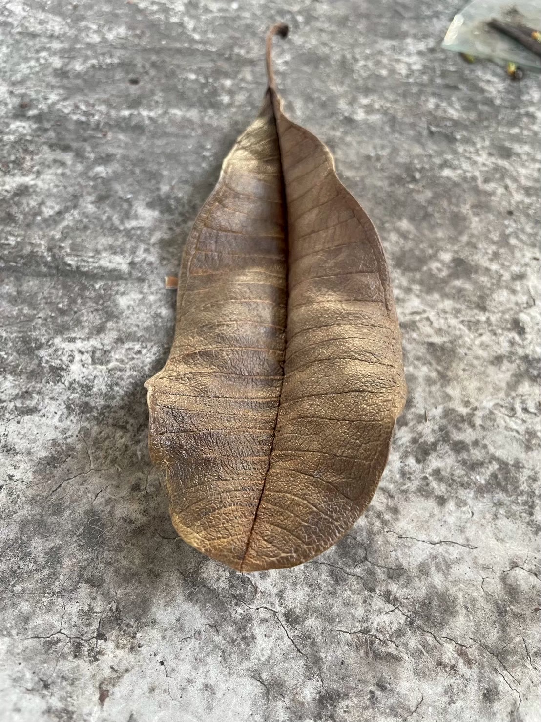 ลีลาวดีขาว (leaf)