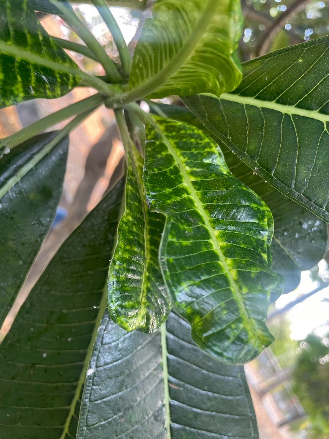 ลีลาวดีขาว (leaf)