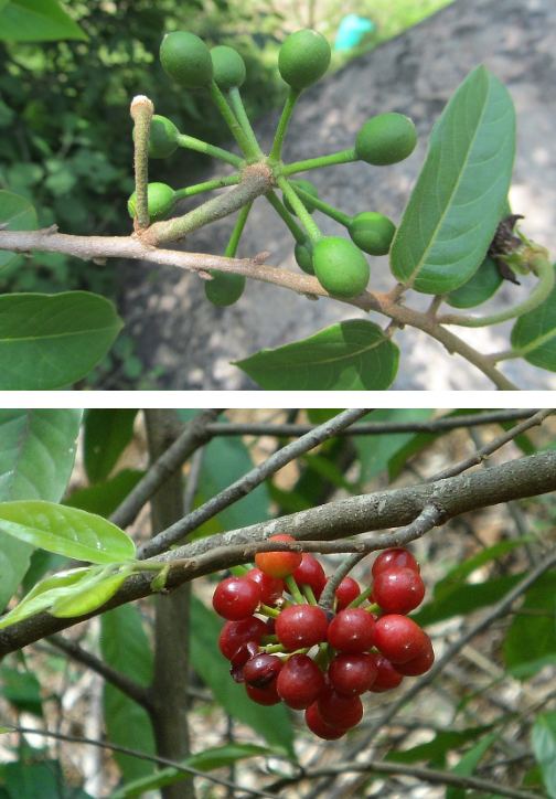 กระเจียน (fruit)
