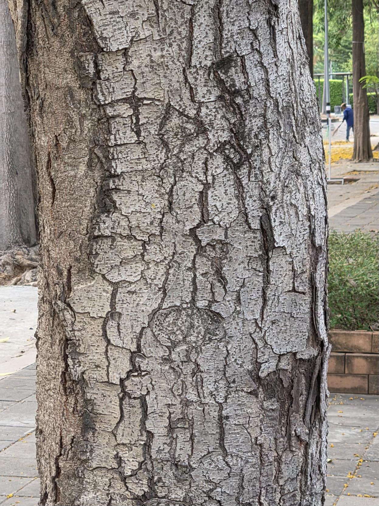 นนทรี (trunk)