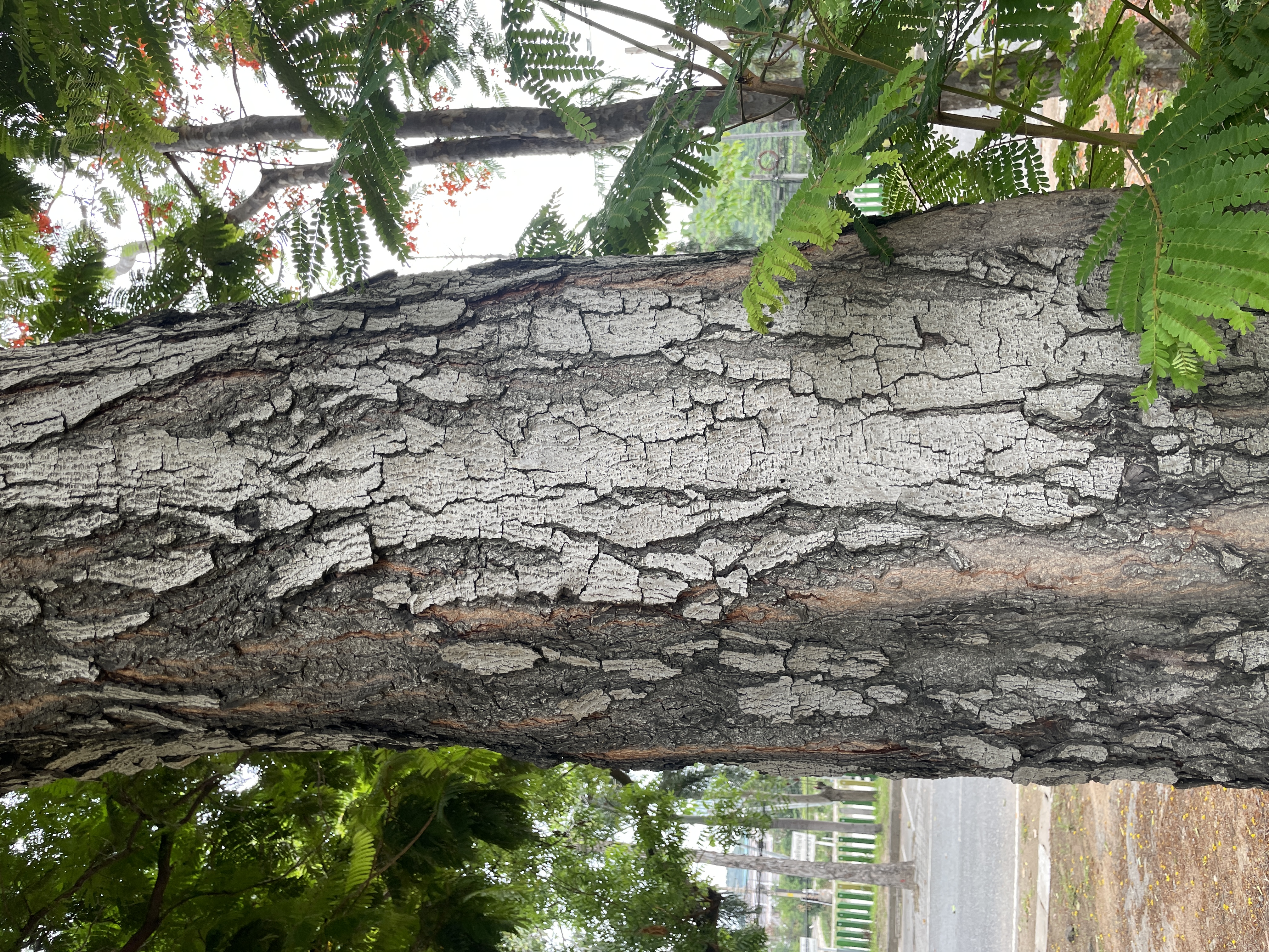นนทรี (trunk)