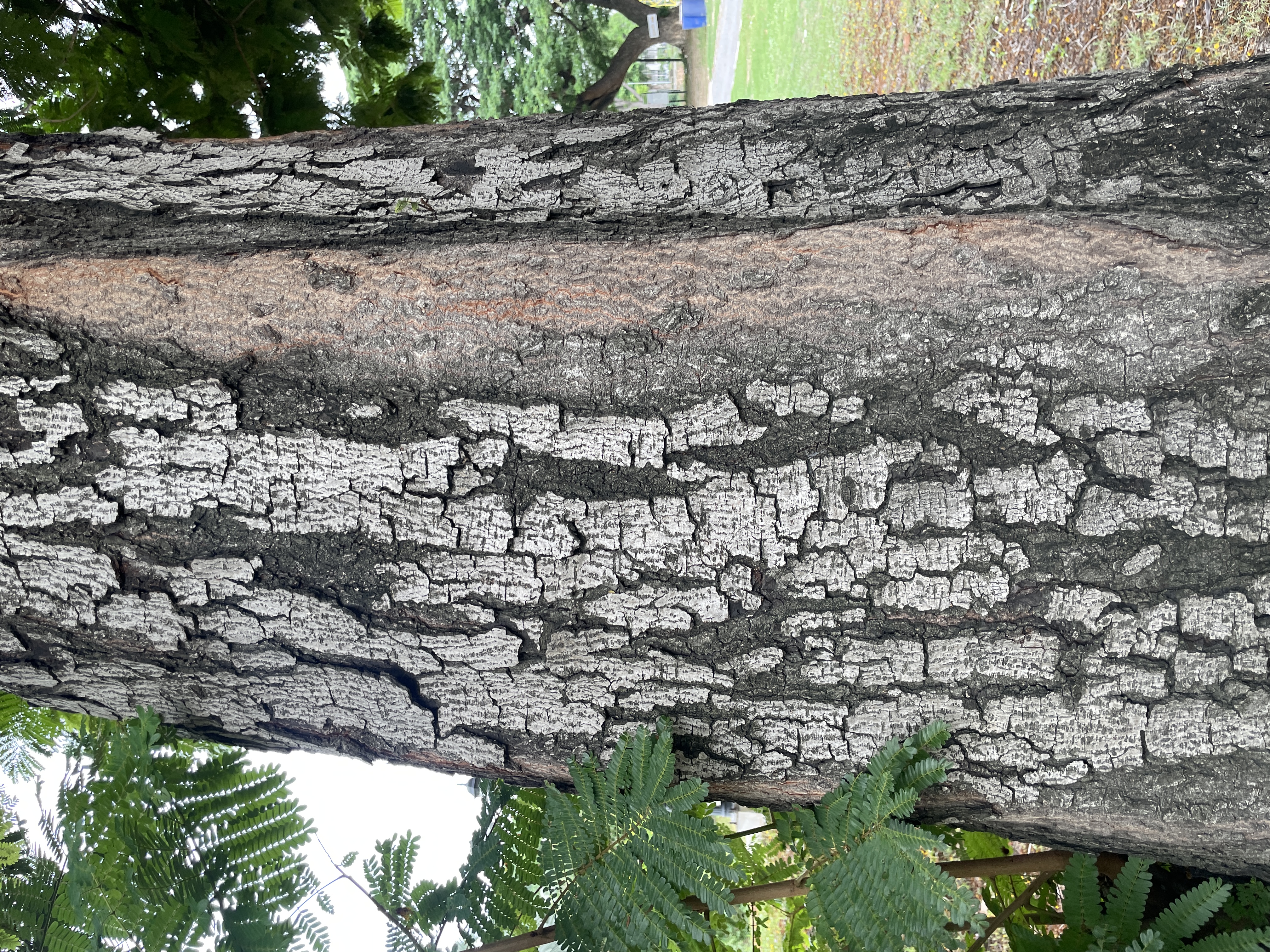 นนทรี (trunk)