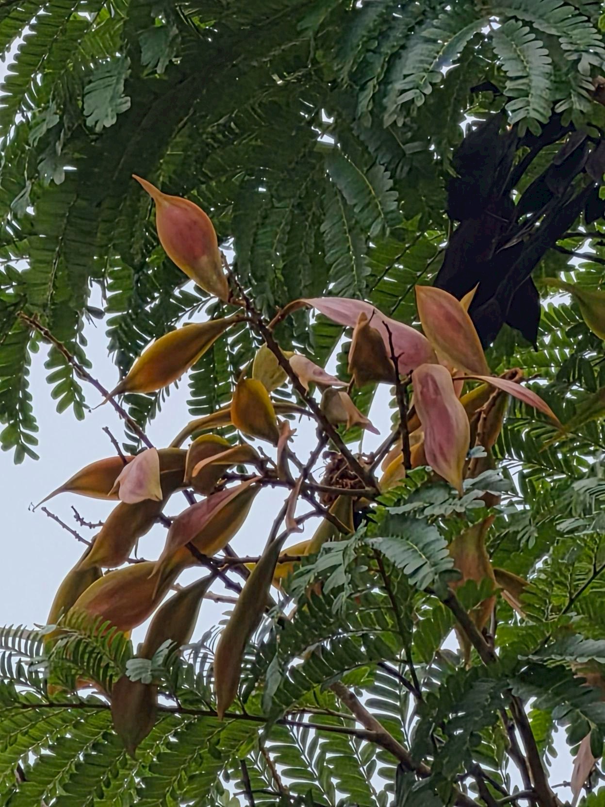 นนทรี (fruit)