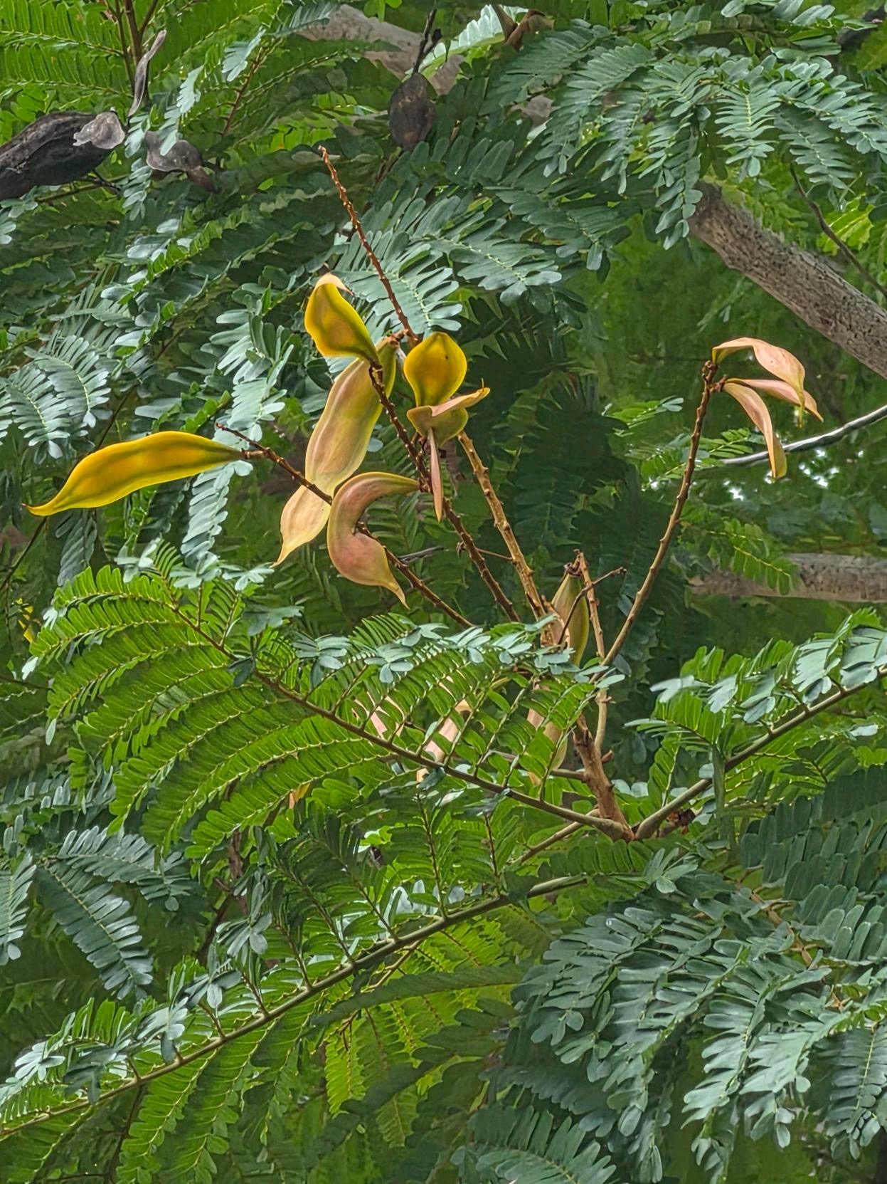 นนทรี (fruit)