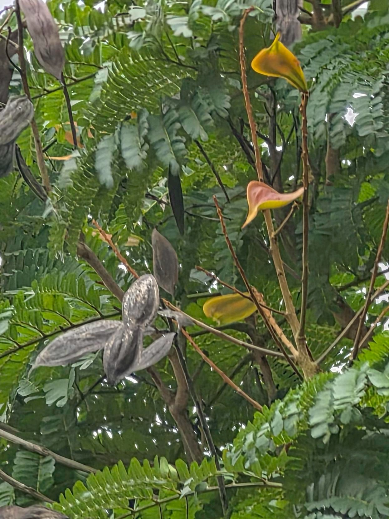 นนทรี (fruit)