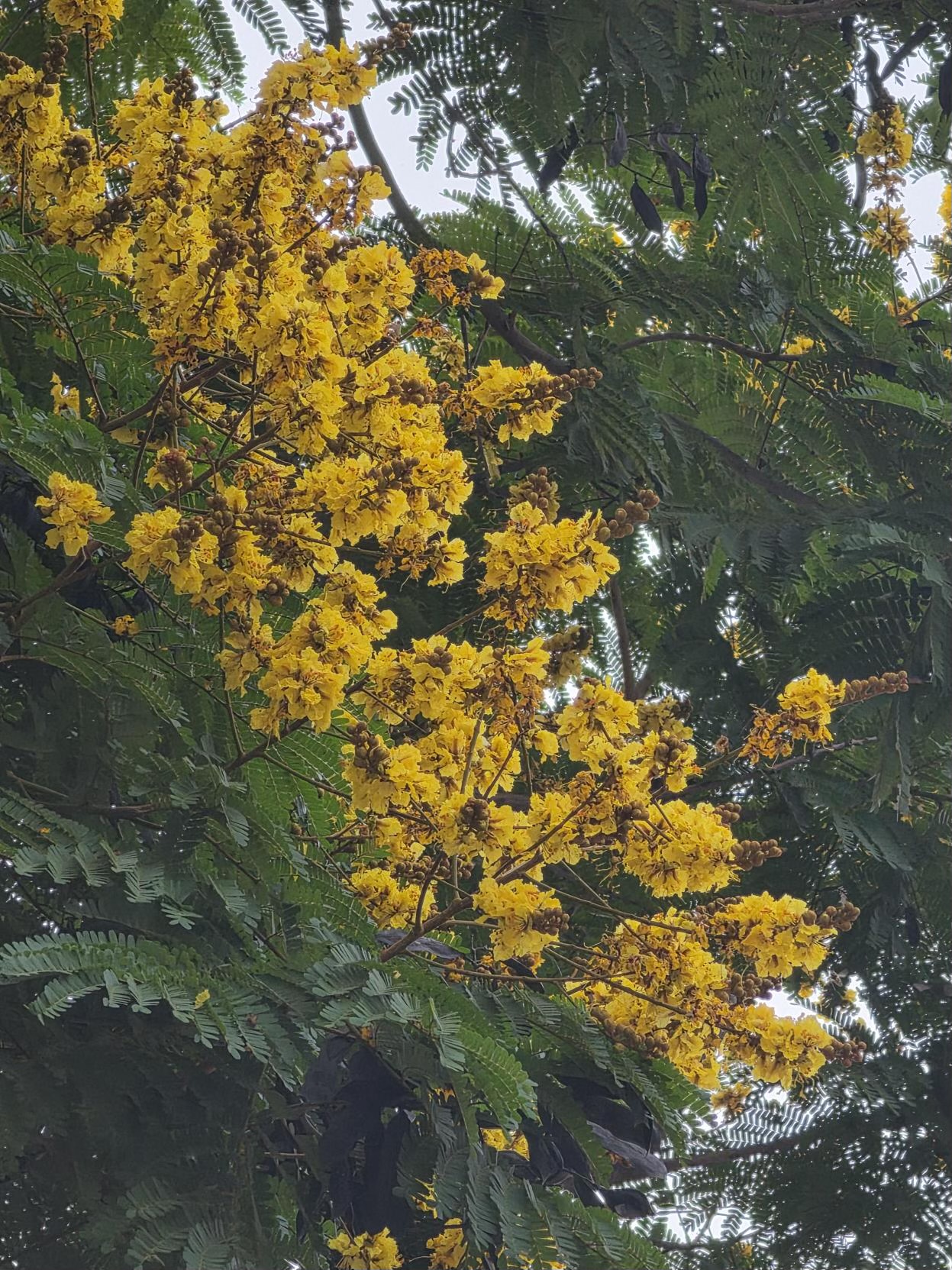 นนทรี (flower)