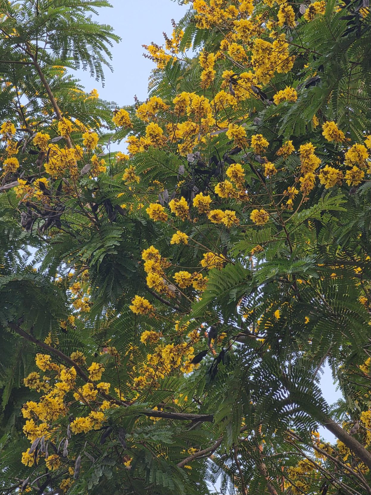 นนทรี (flower)