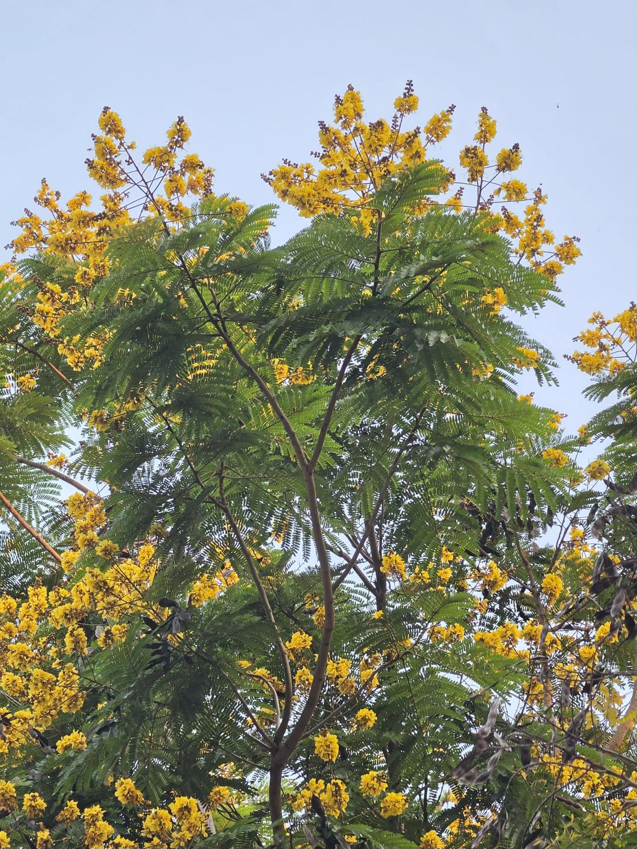 นนทรี (flower)