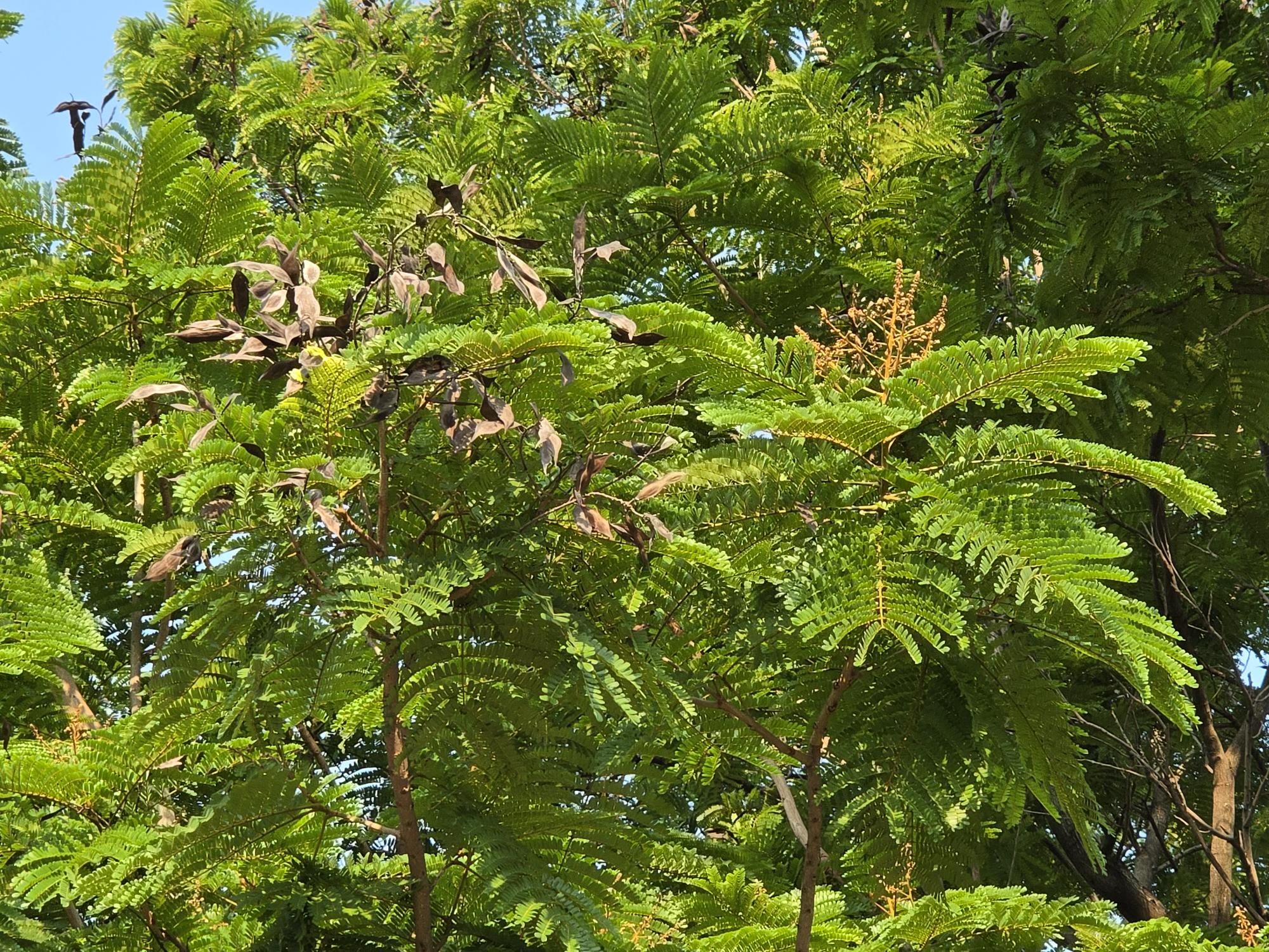 นนทรี (leaf)