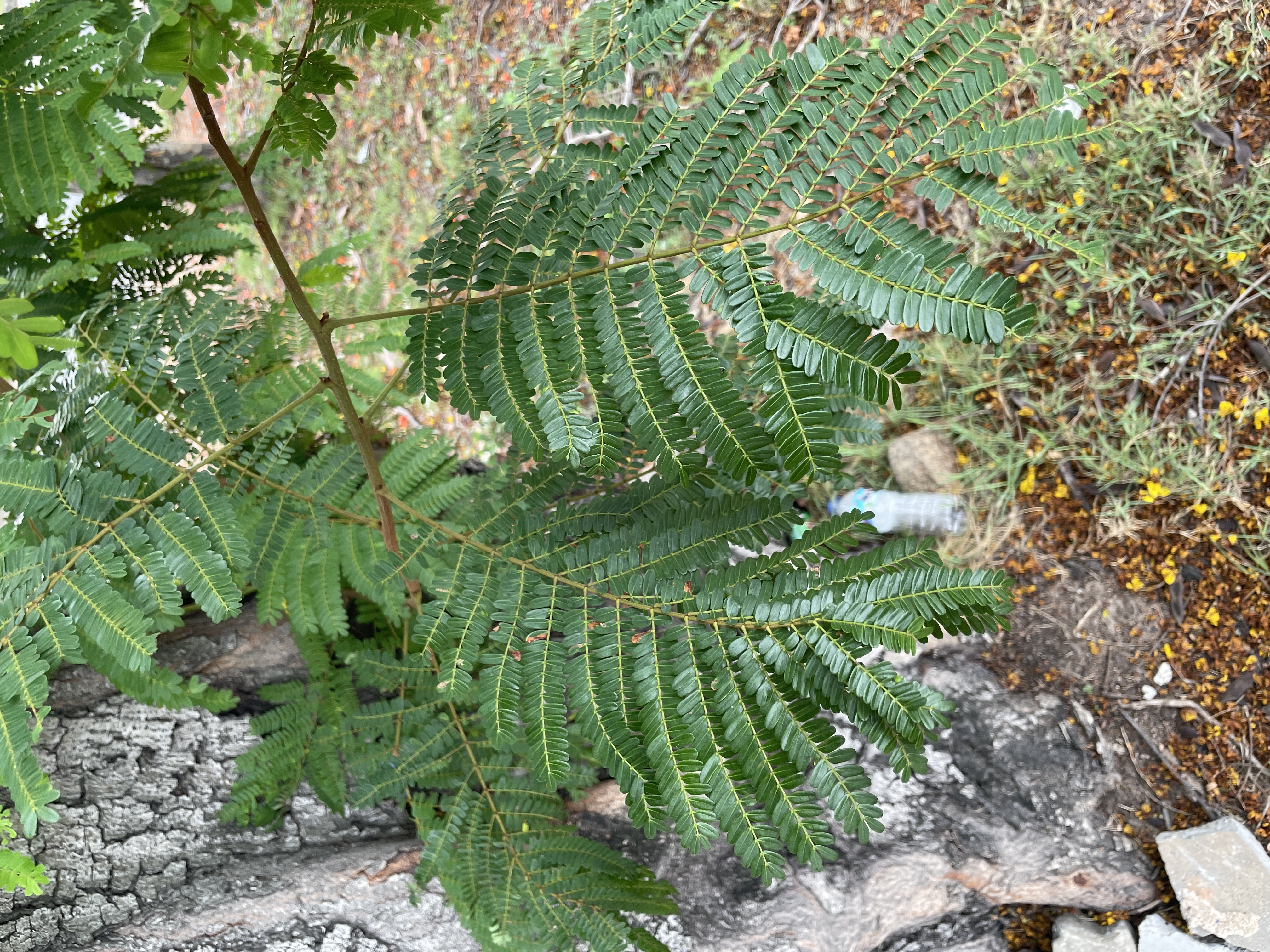 นนทรี (leaf)