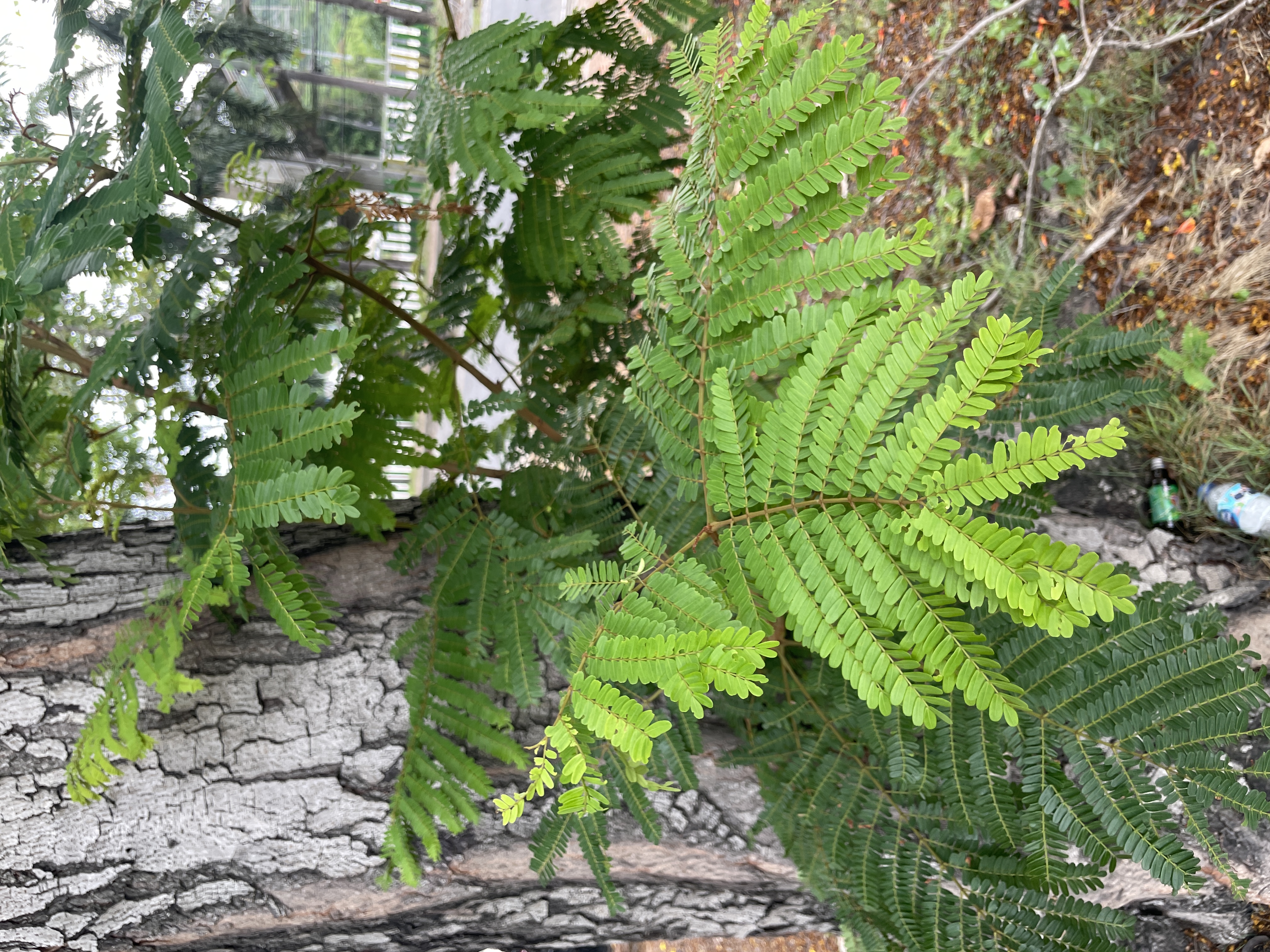 นนทรี (leaf)