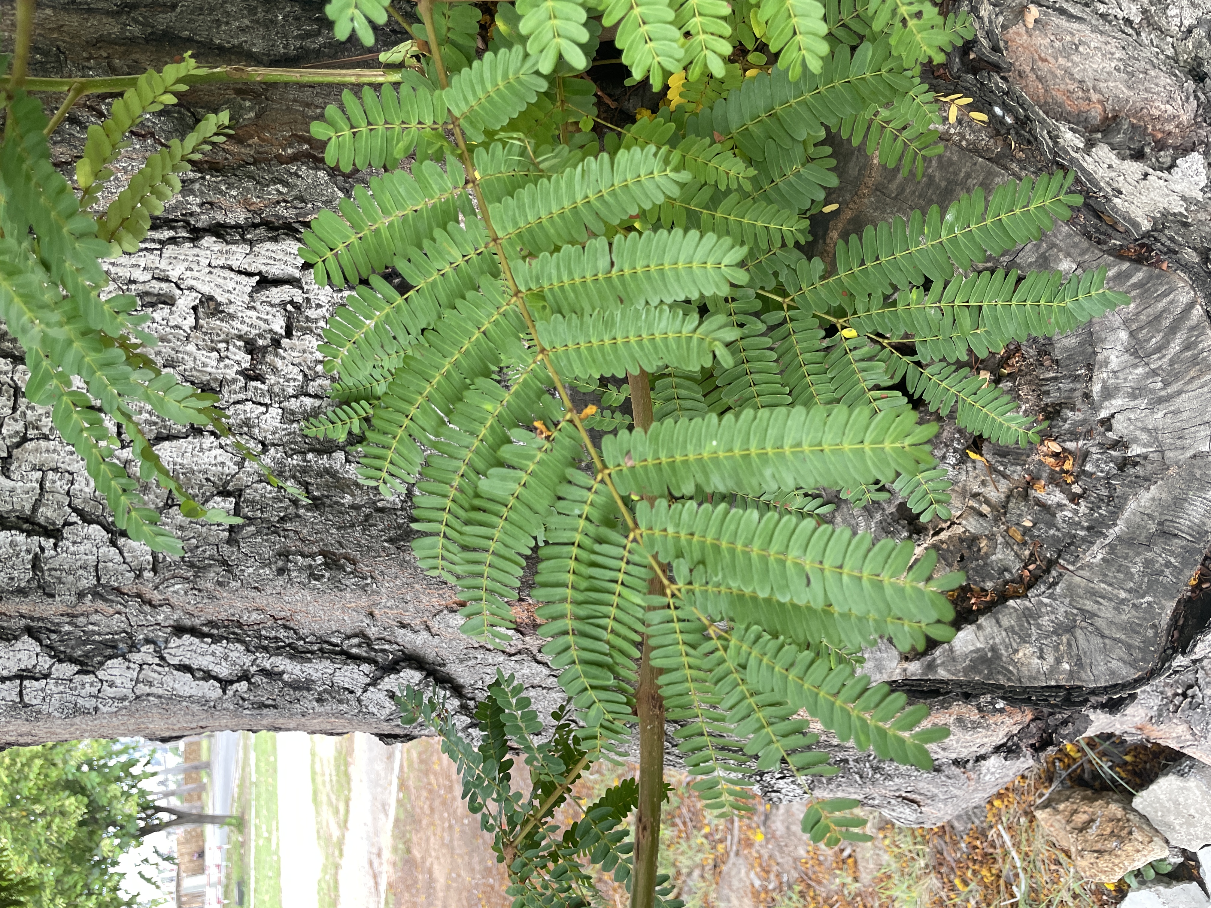 นนทรี (leaf)
