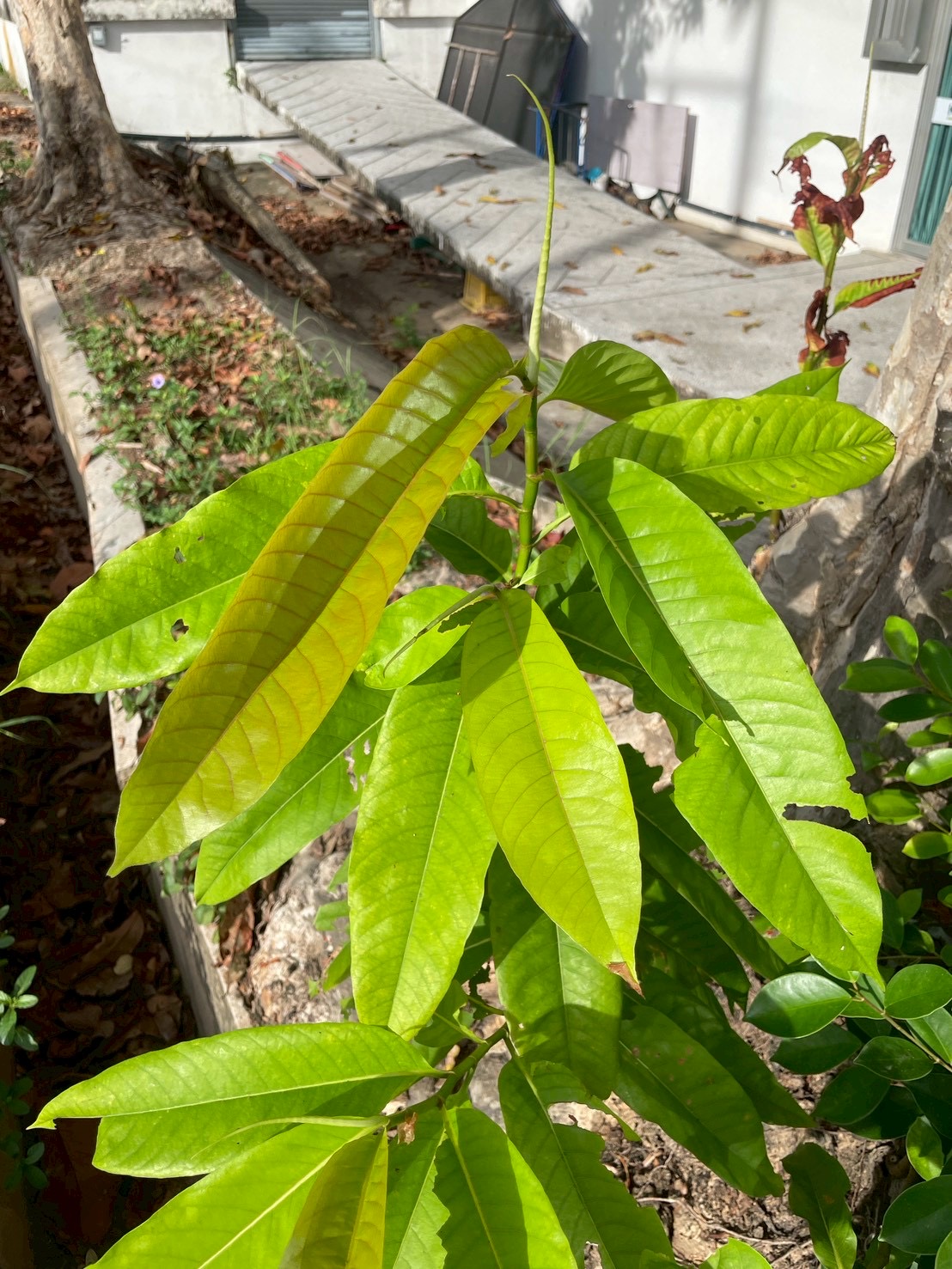 ปาโลแซนโตส (leaf)