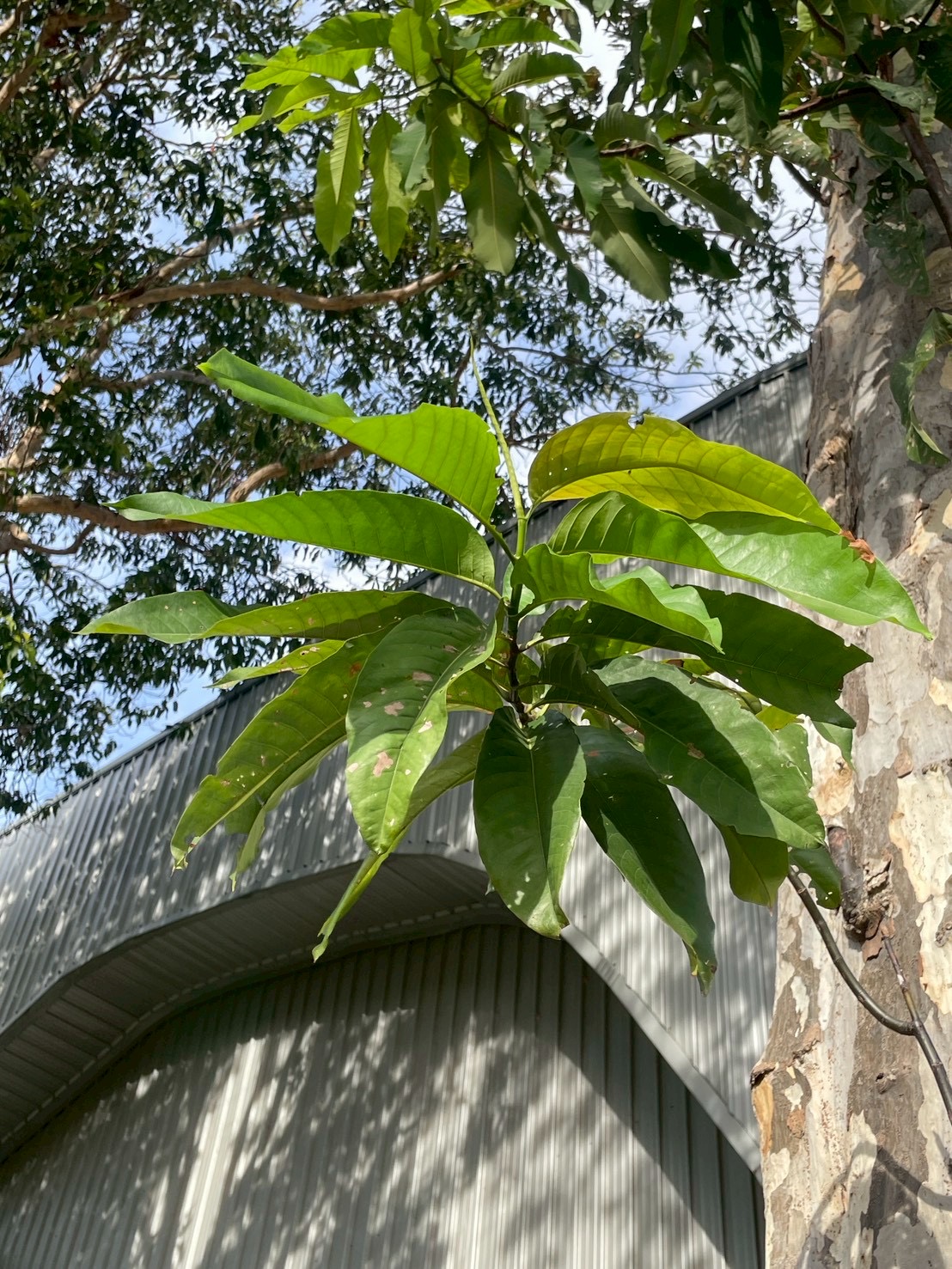 ปาโลแซนโตส (leaf)
