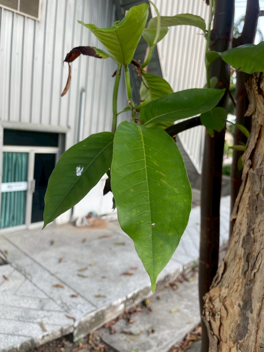 ปาโลแซนโตส (leaf)