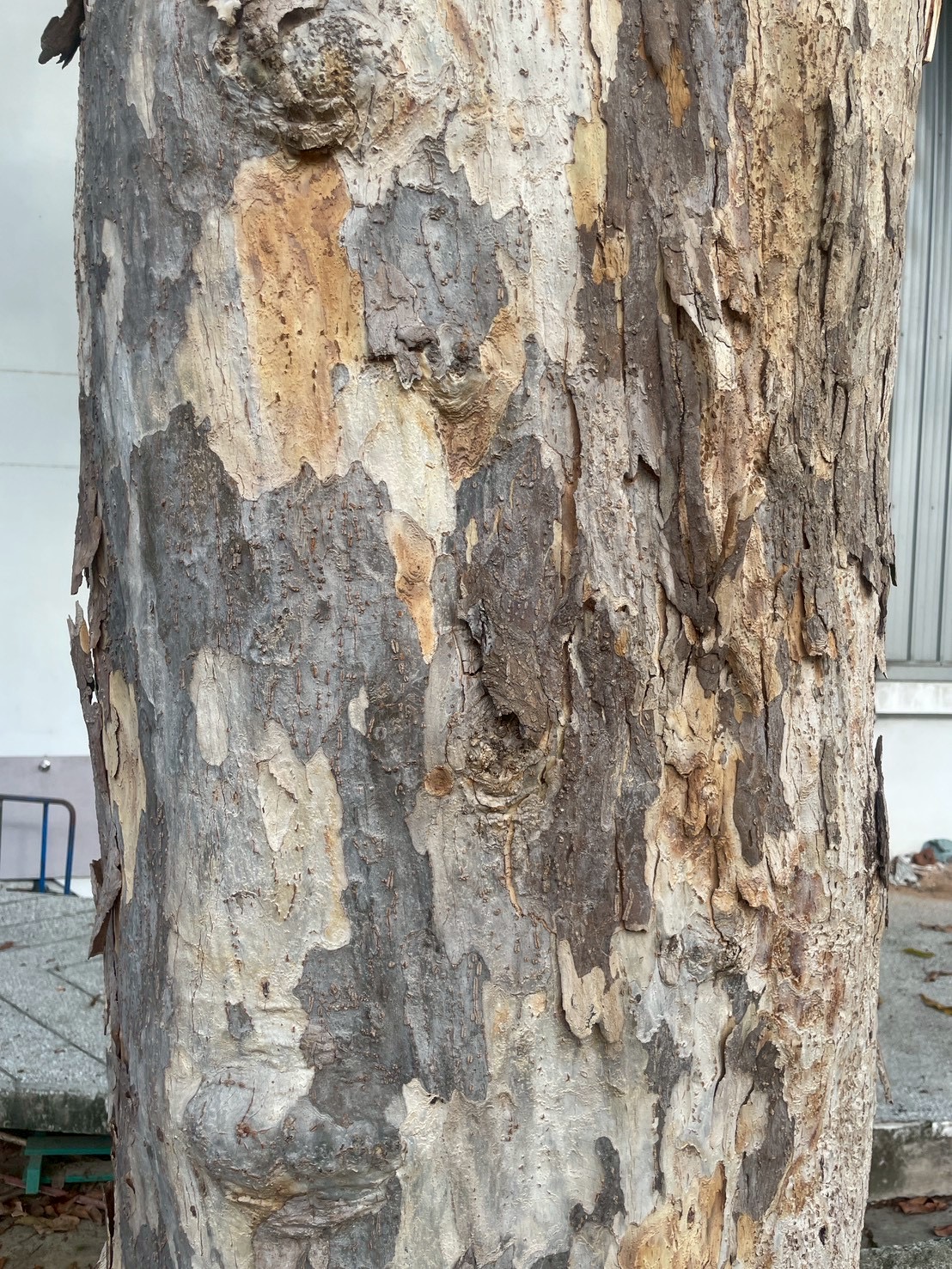 ปาโลแซนโตส (trunk)